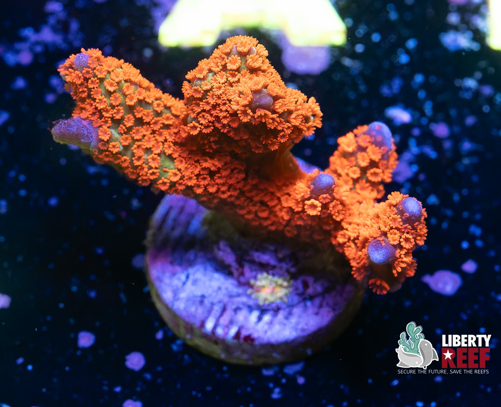 Aquacultured Bubble Gum Digitata