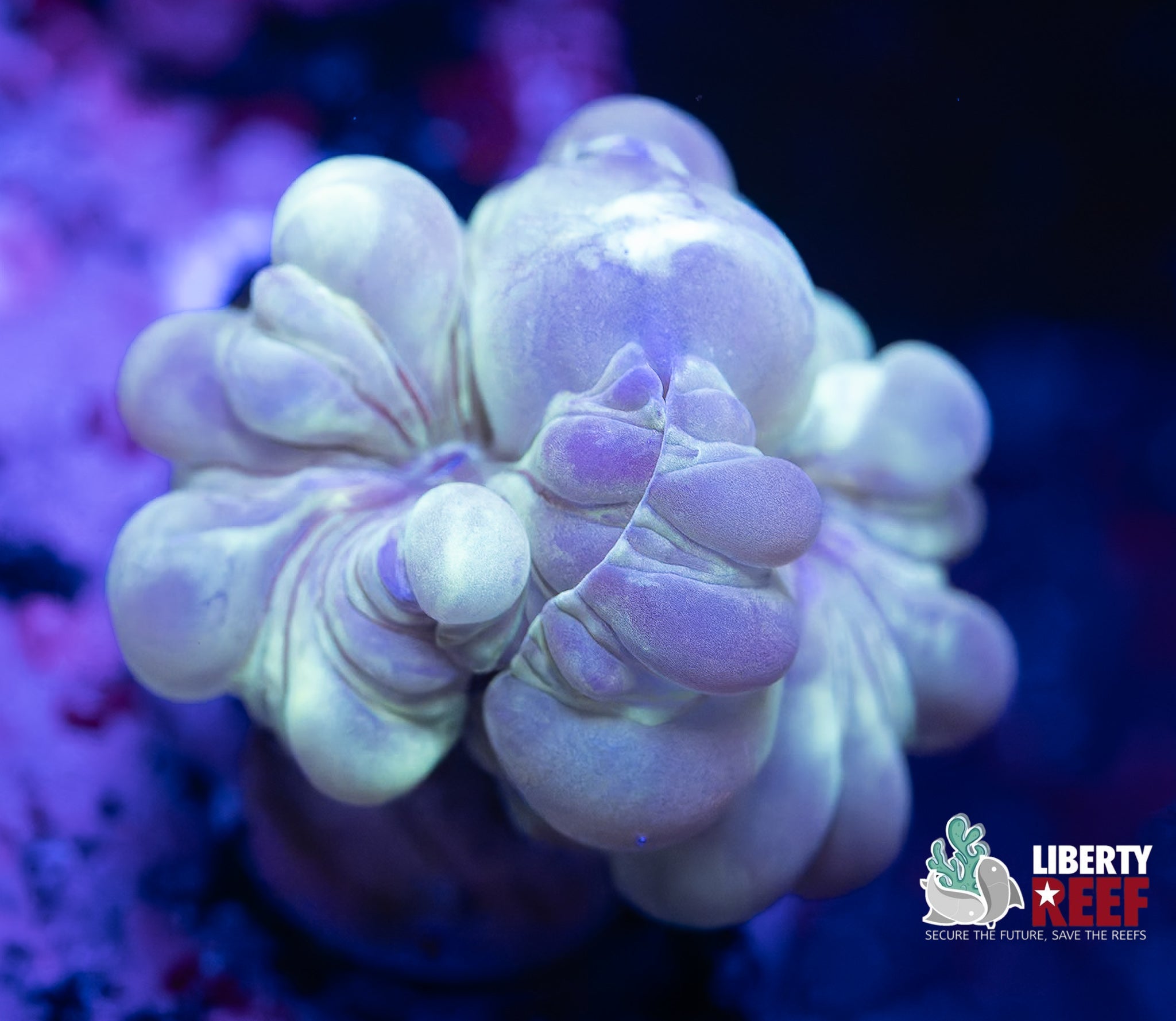 Wicked Fox Coral