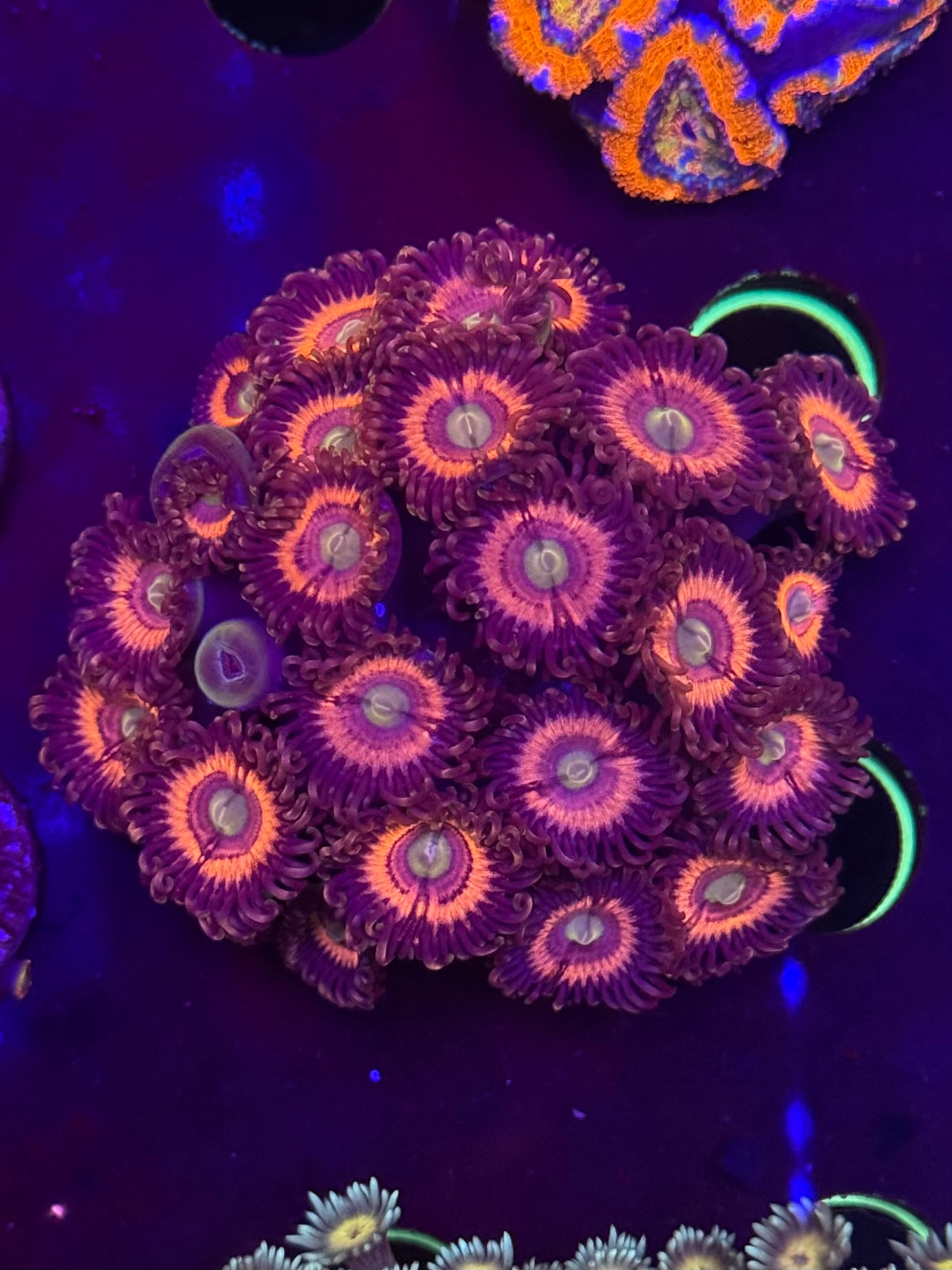 Pink Zipper Zoas