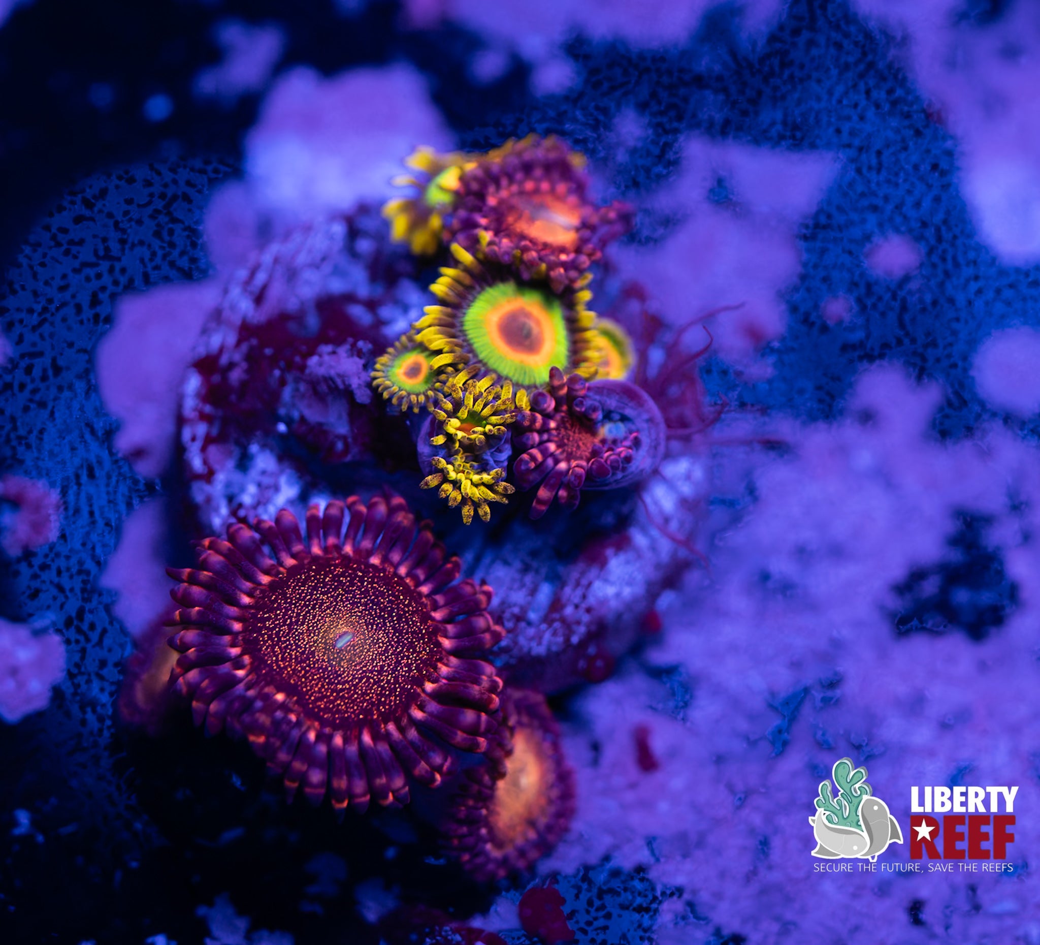 Rasta/Mohawk Zoas Combo Frag