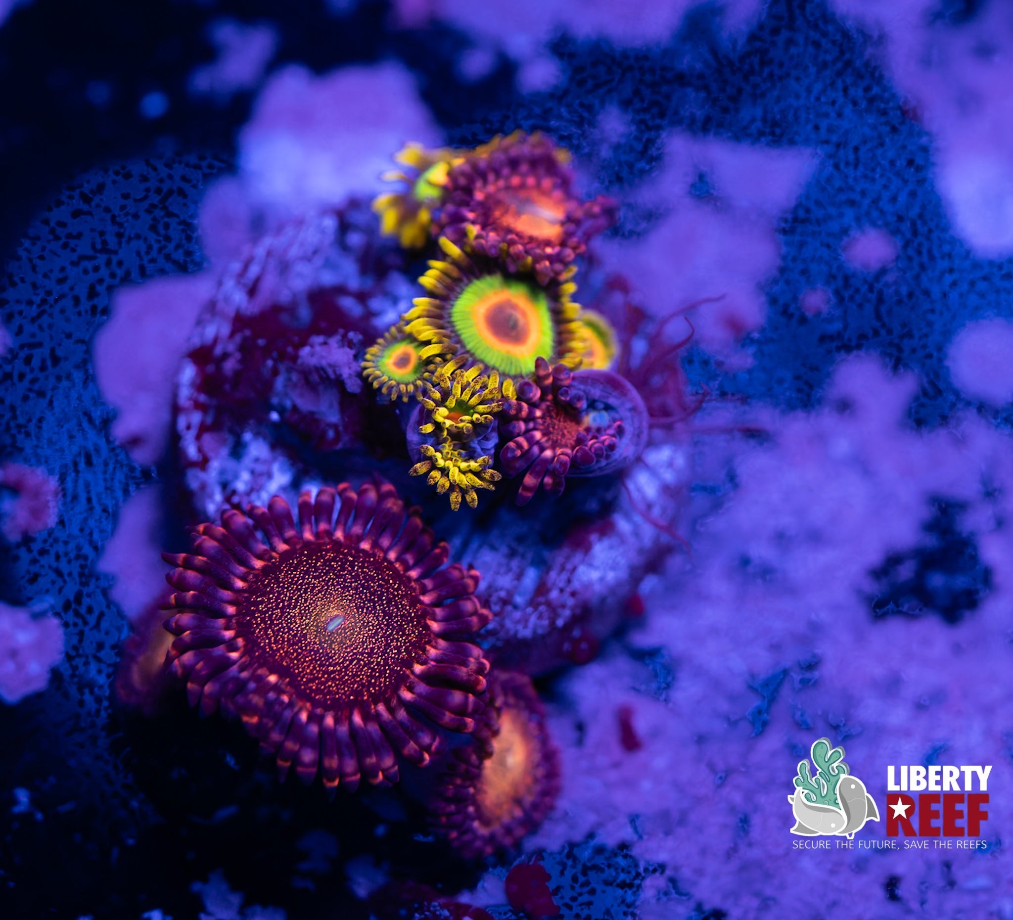 Liberty Reef Auction