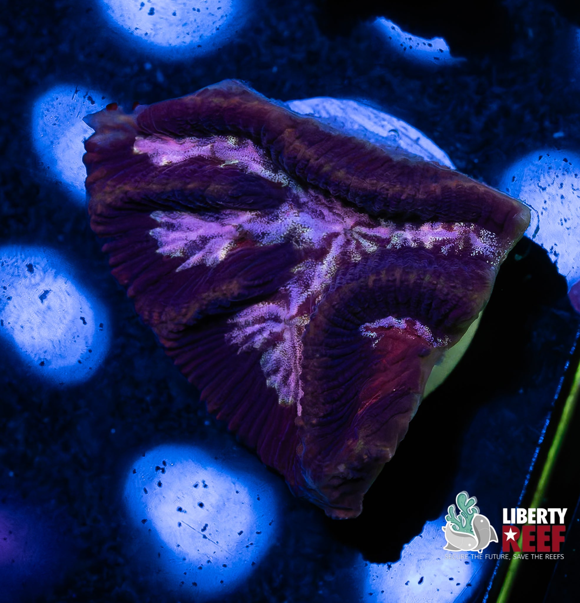 Pink Hearts Maze Coral