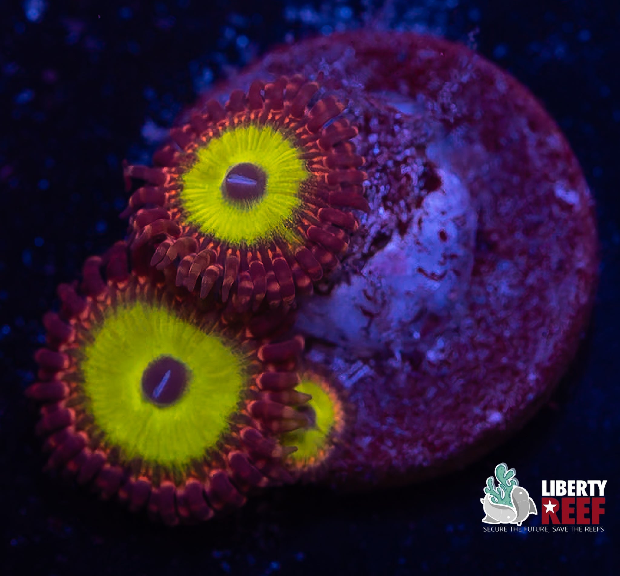 Candy Apple Red Zoas