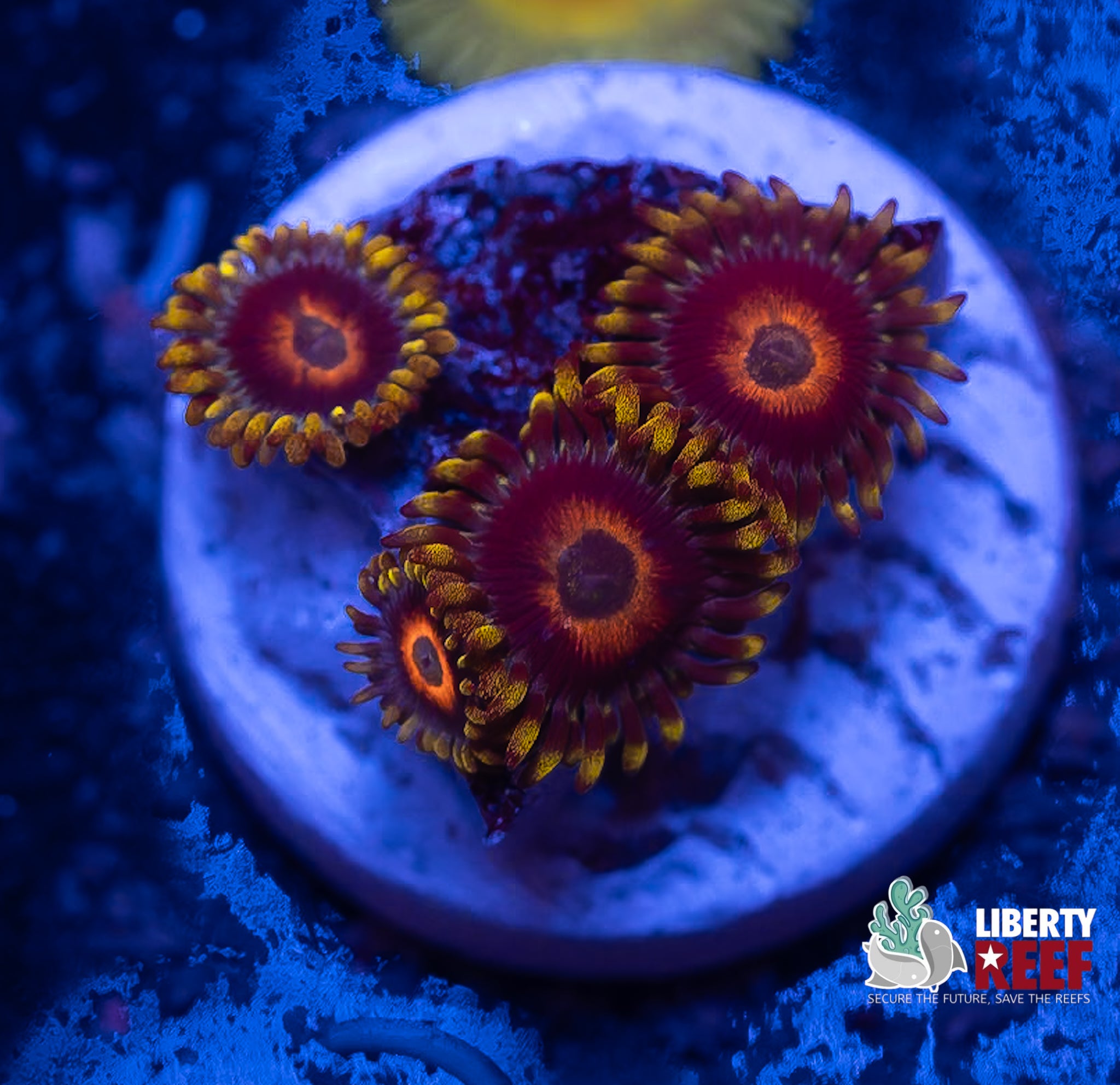 Eagle Eye Zoas