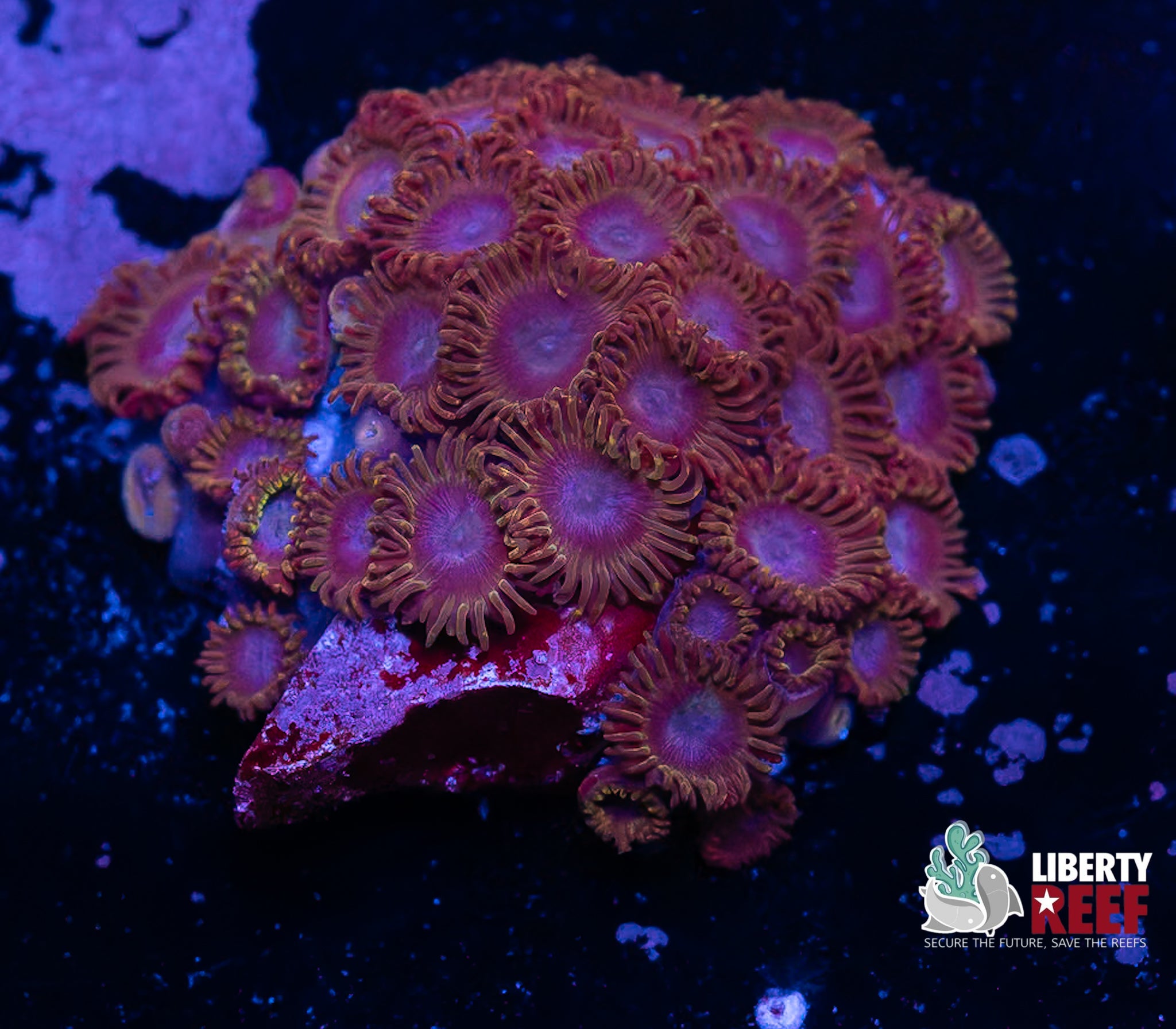 Blue Tubb’s Zoas