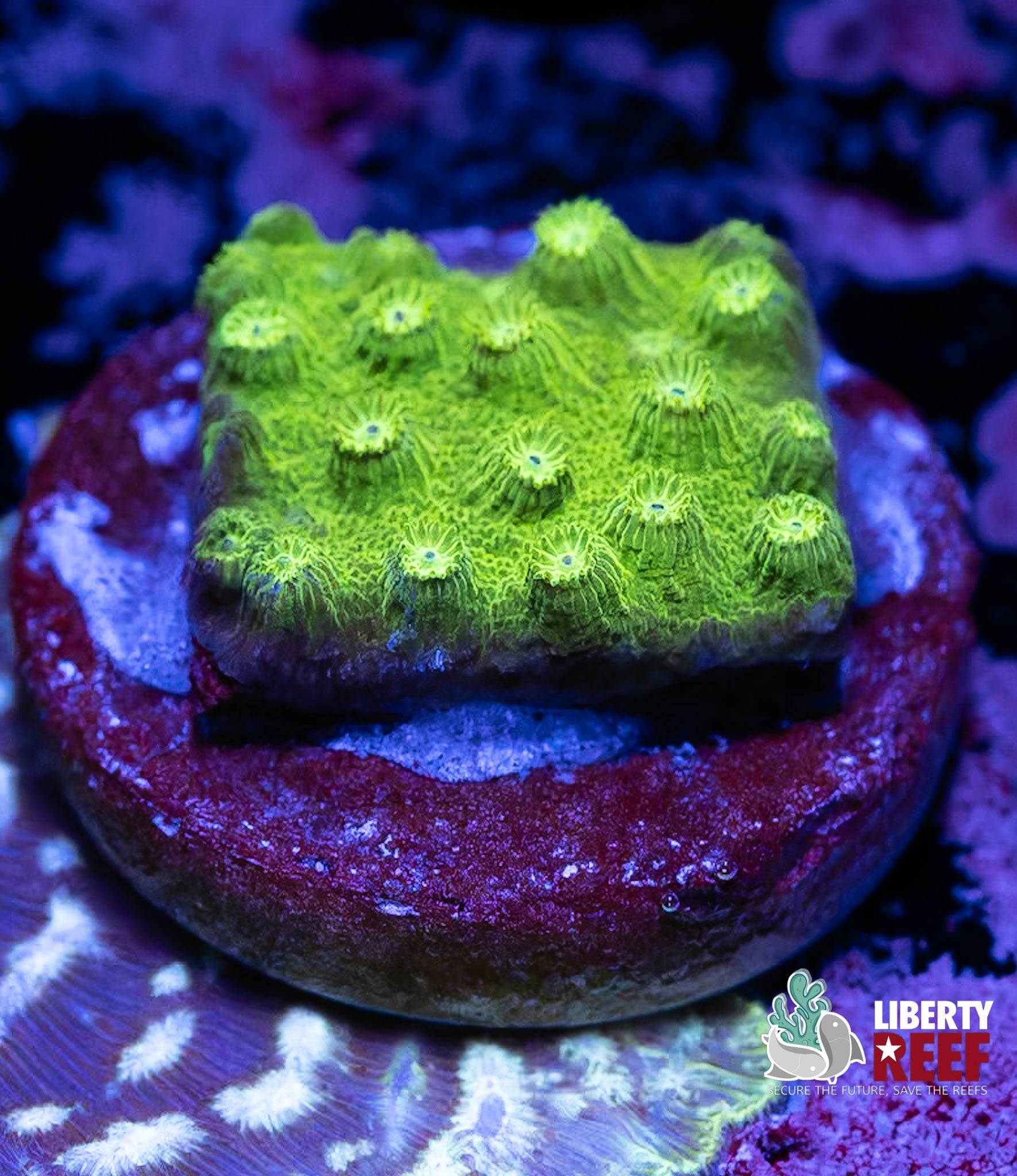 Biota Sour Apple Cyphastrea