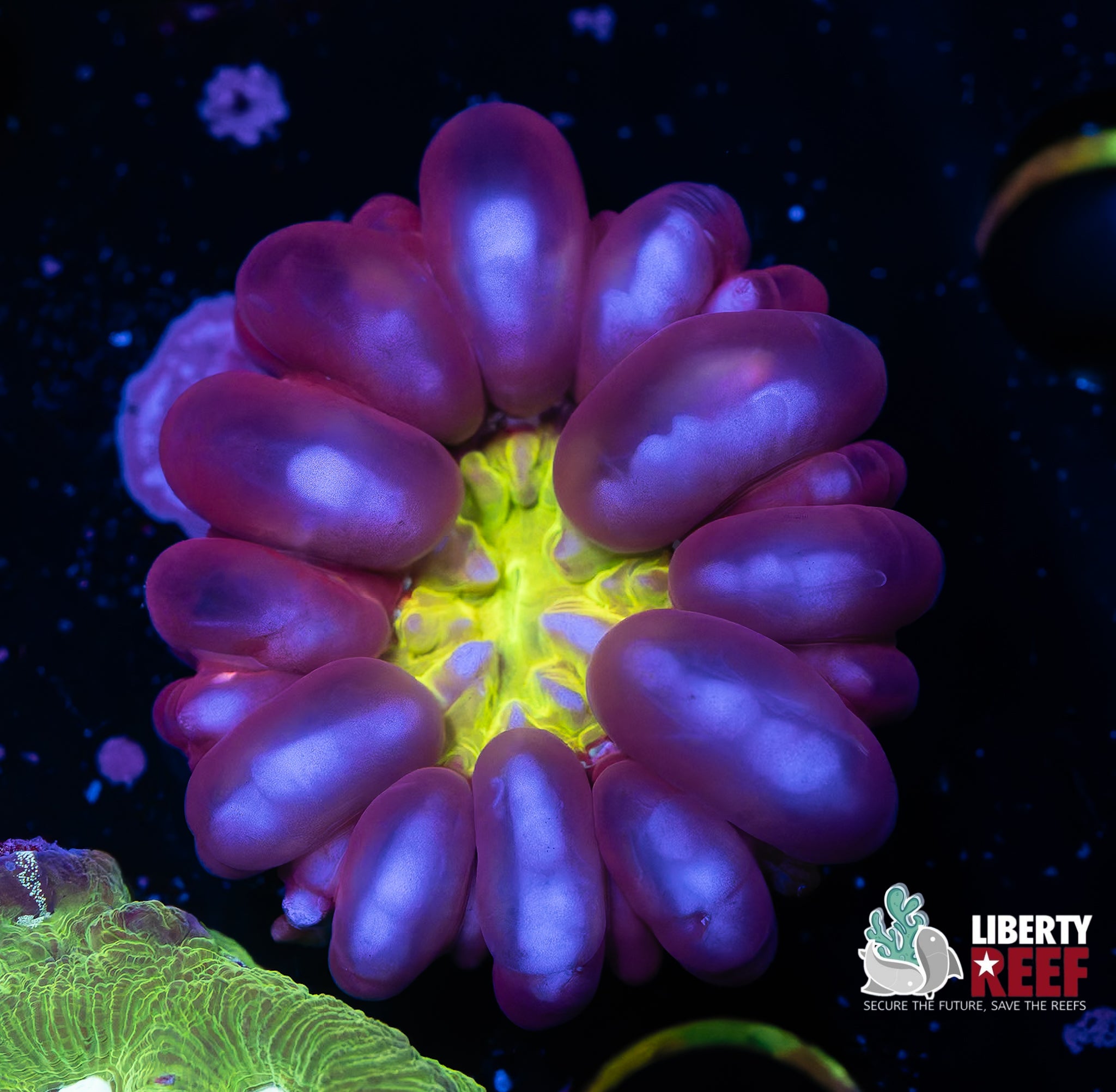 Incredible Solomon Islands Cynarina