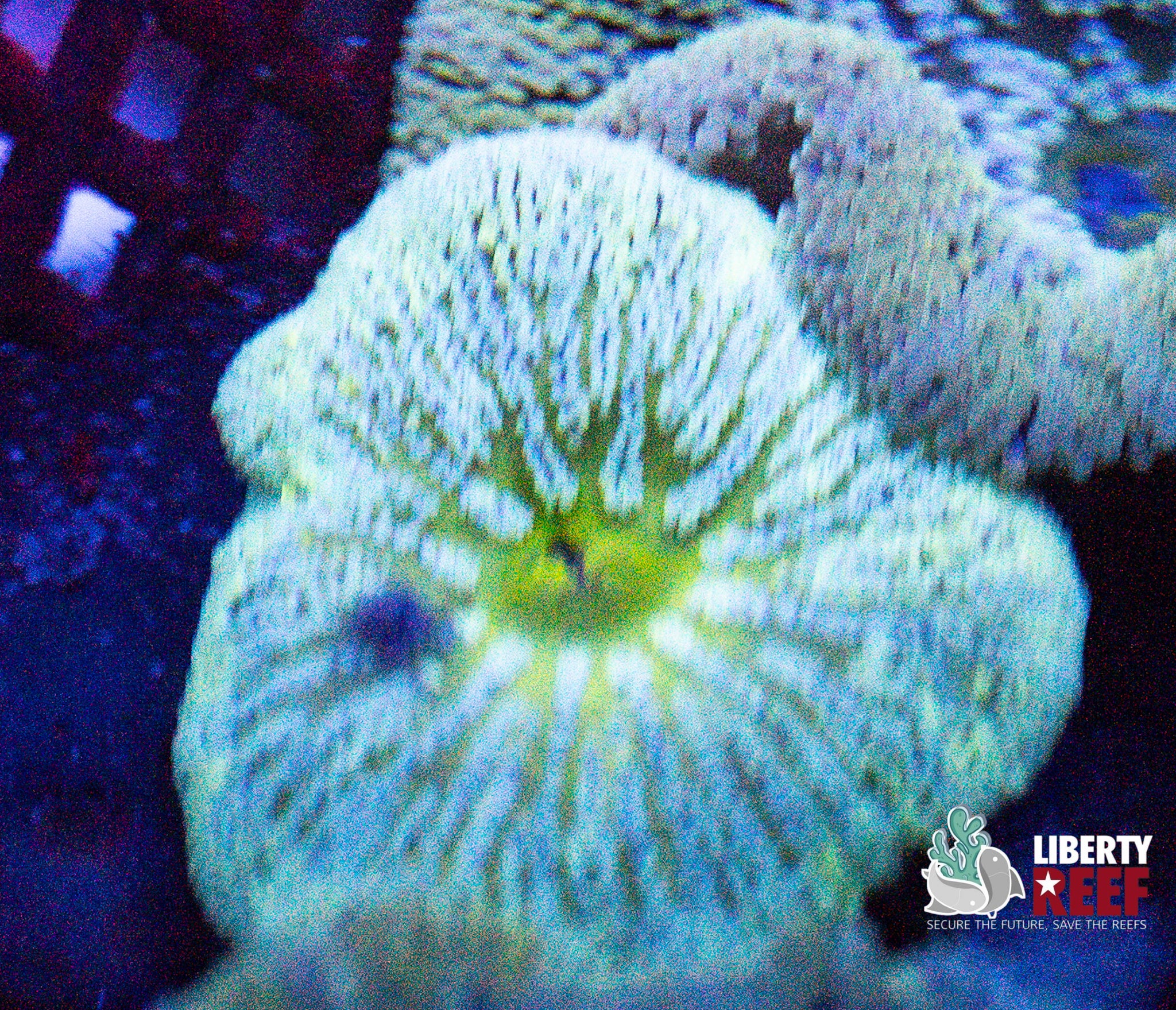 Mini Green Carpet Anenome