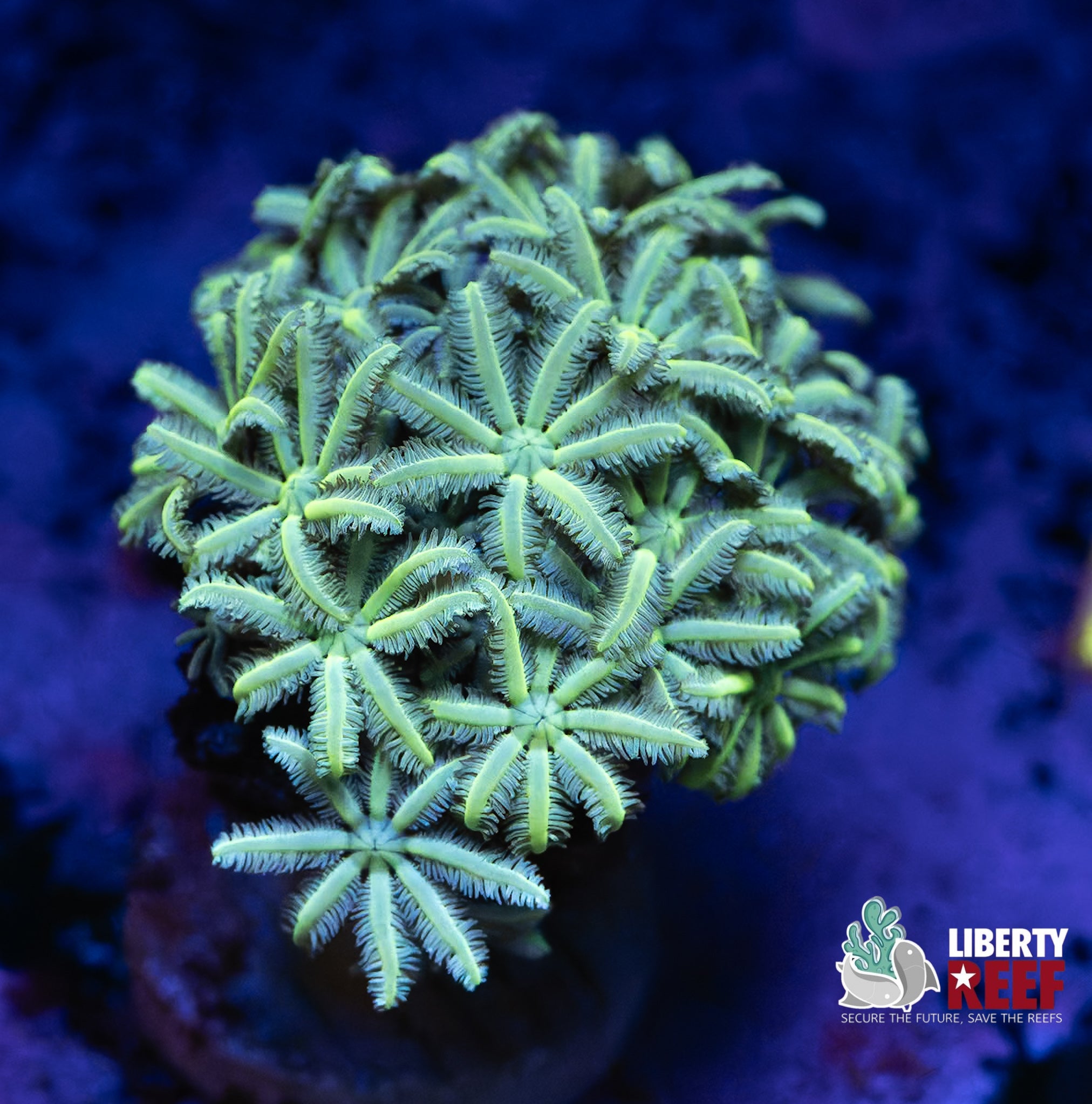 Neon Green Clove Polys