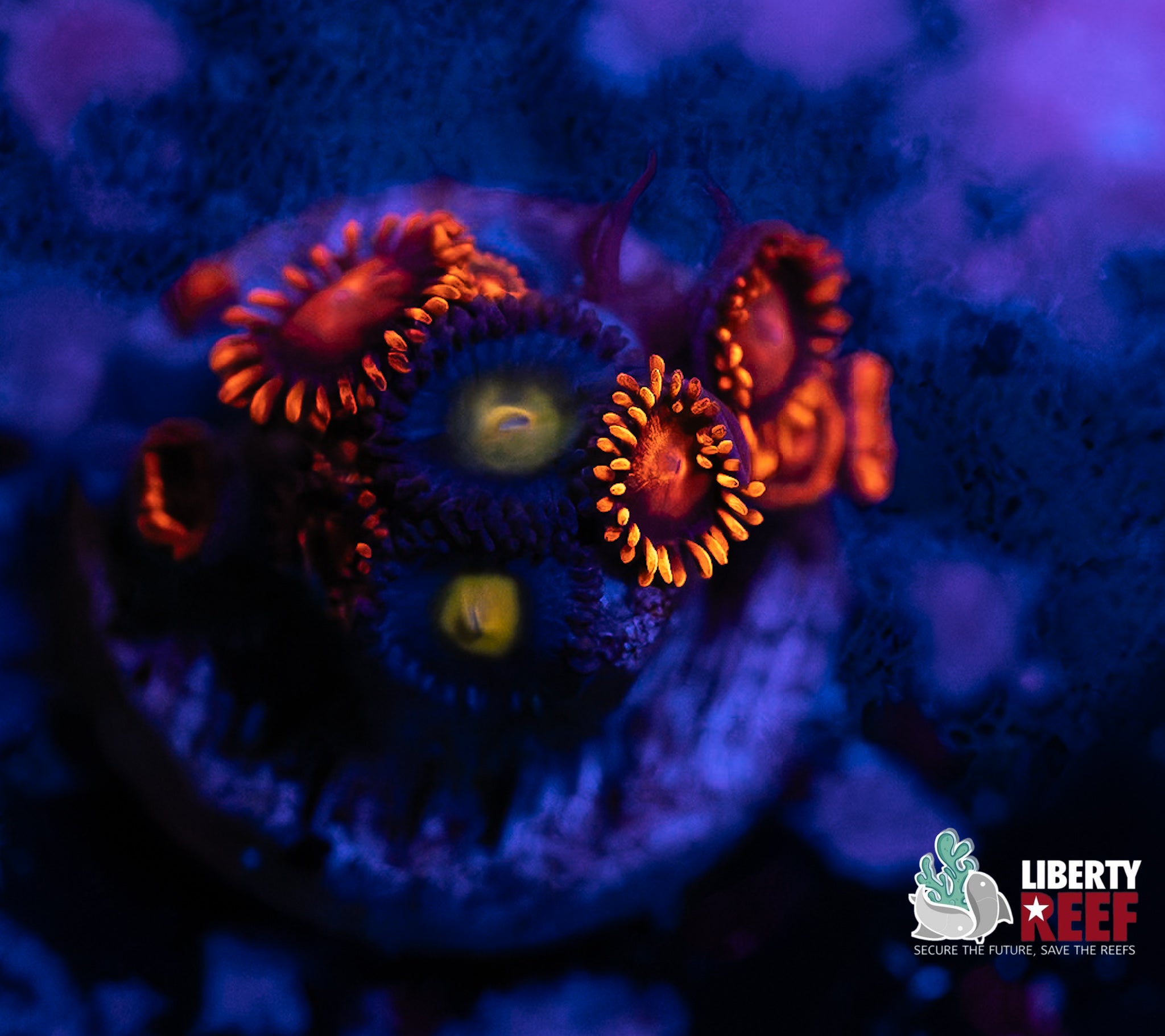 Bam Bam/WWC AOI Combo Zoas