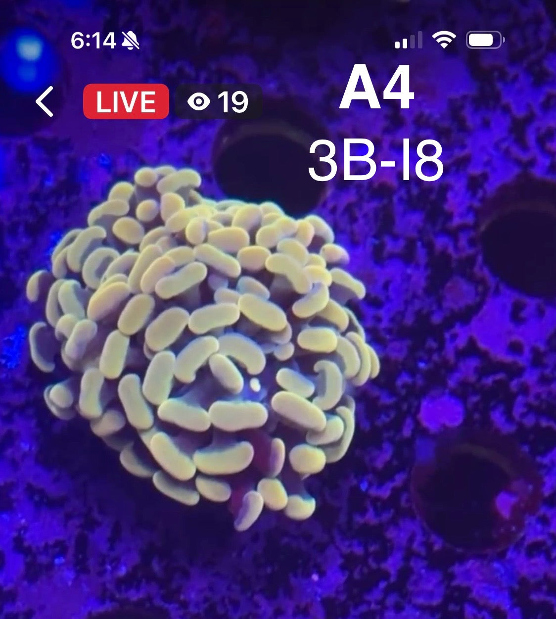 Facebook Live Auctioning