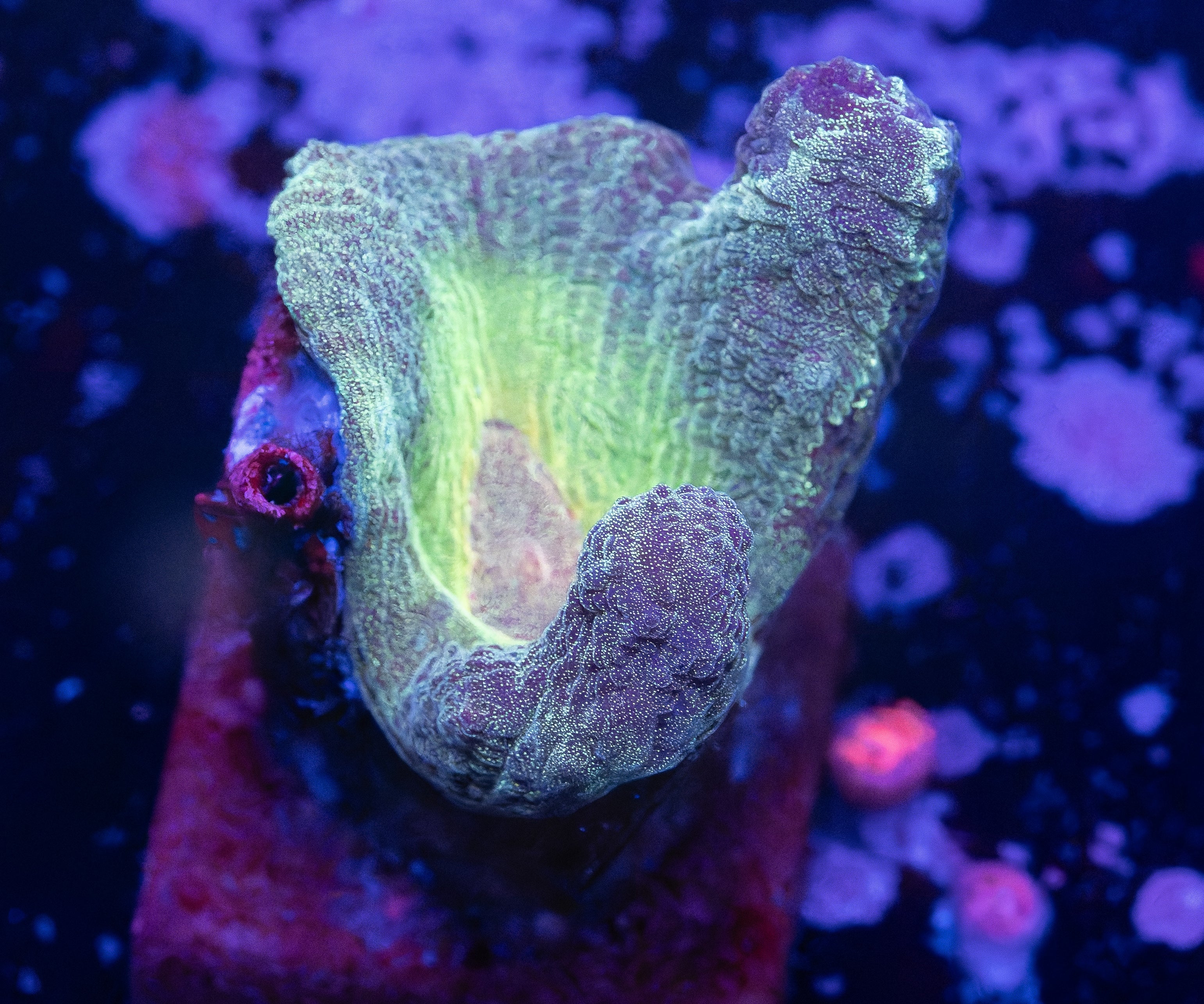 Green Invader Pectinia
