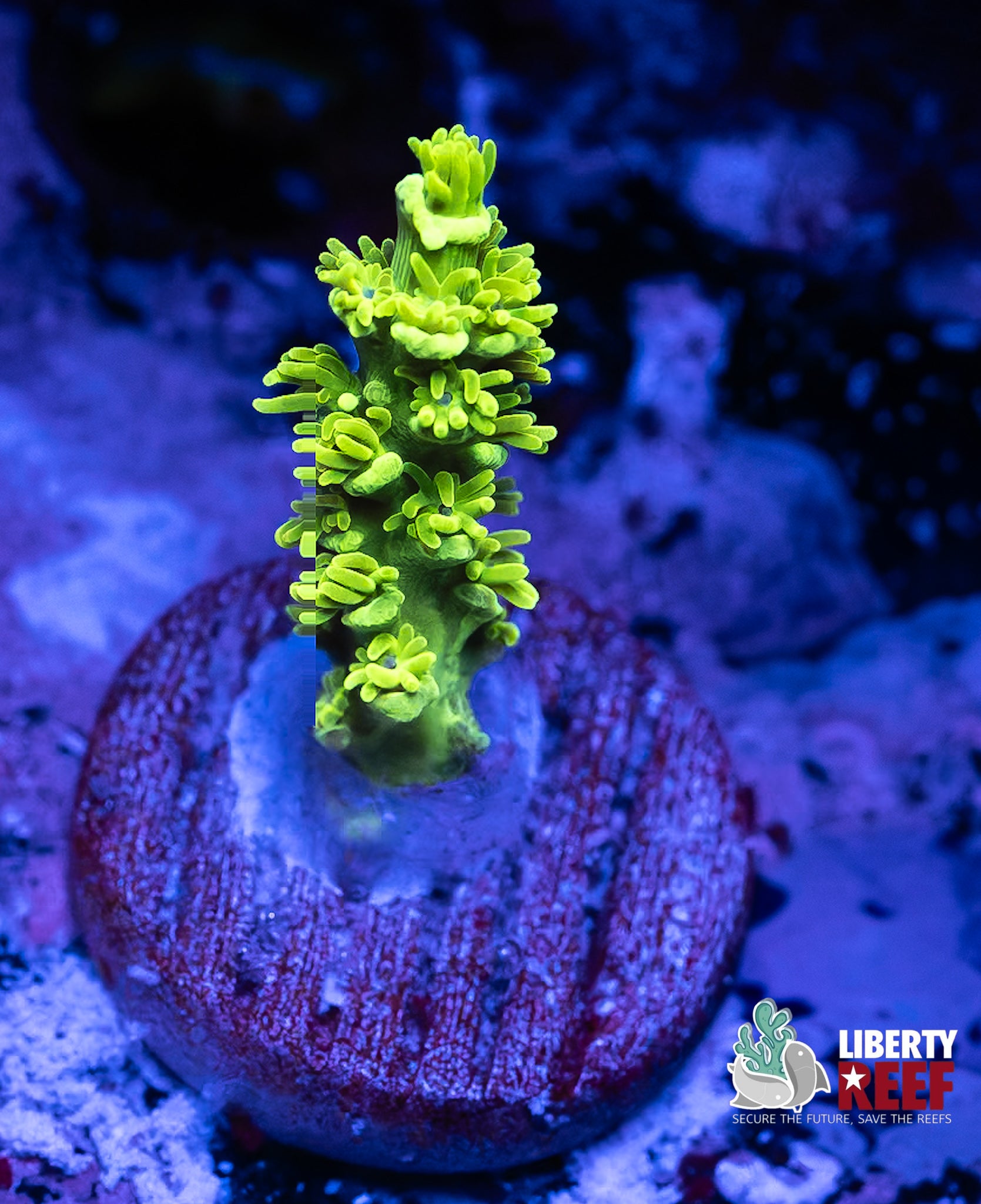 Golden Rod Acro
