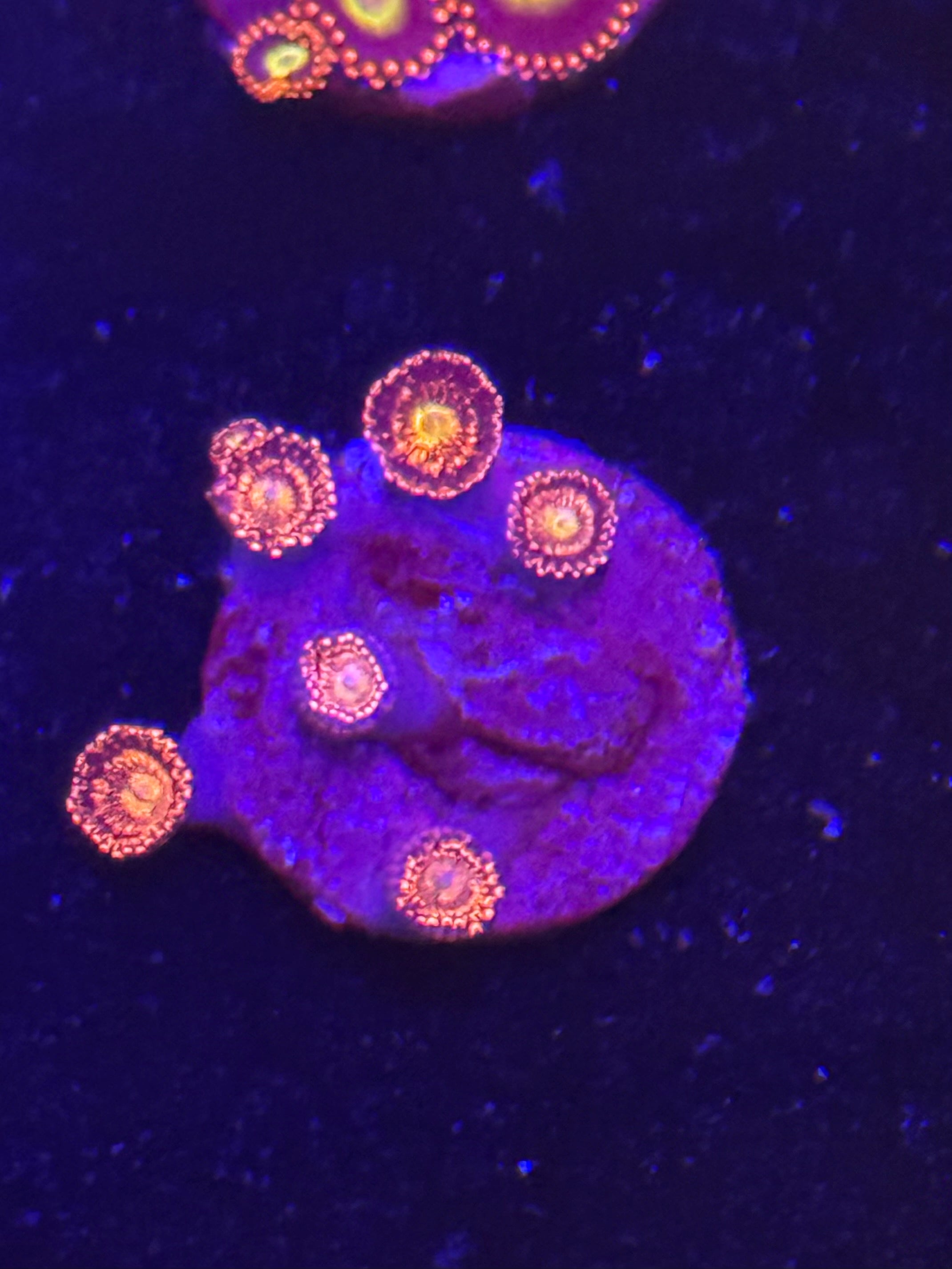 Pandora Zoas