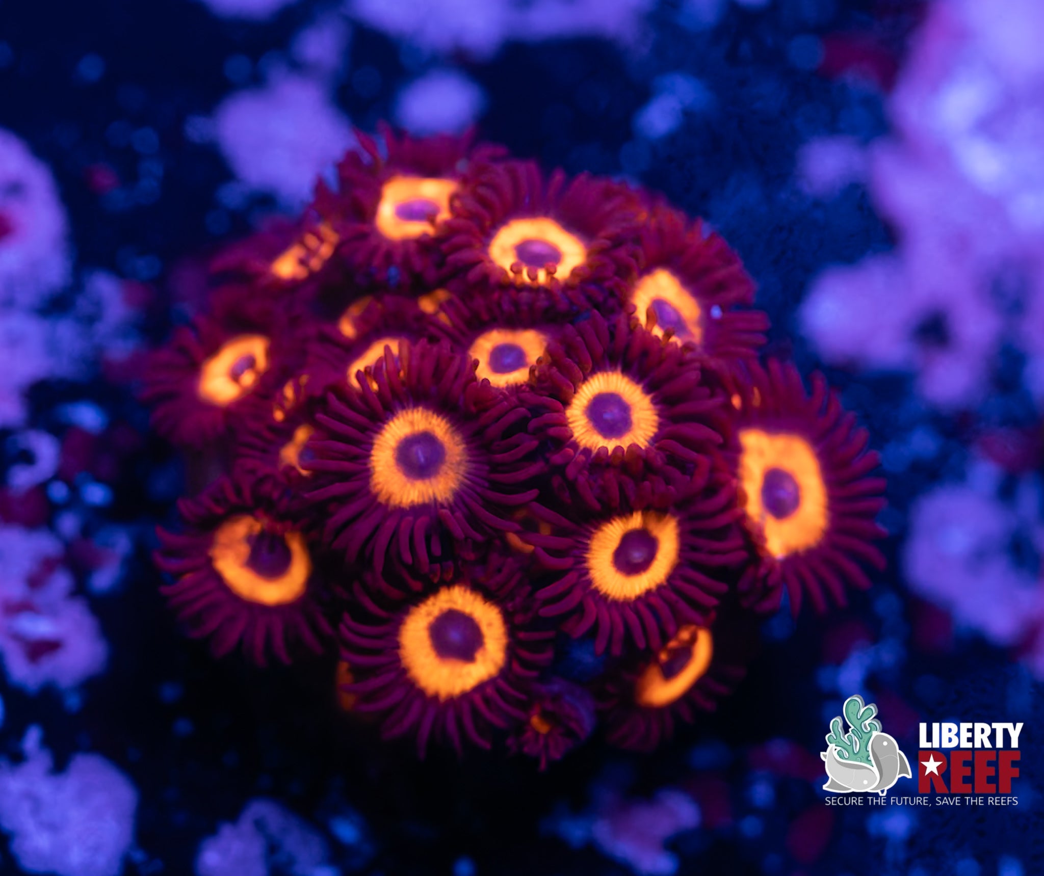 Reverse Bob Marley Zoas