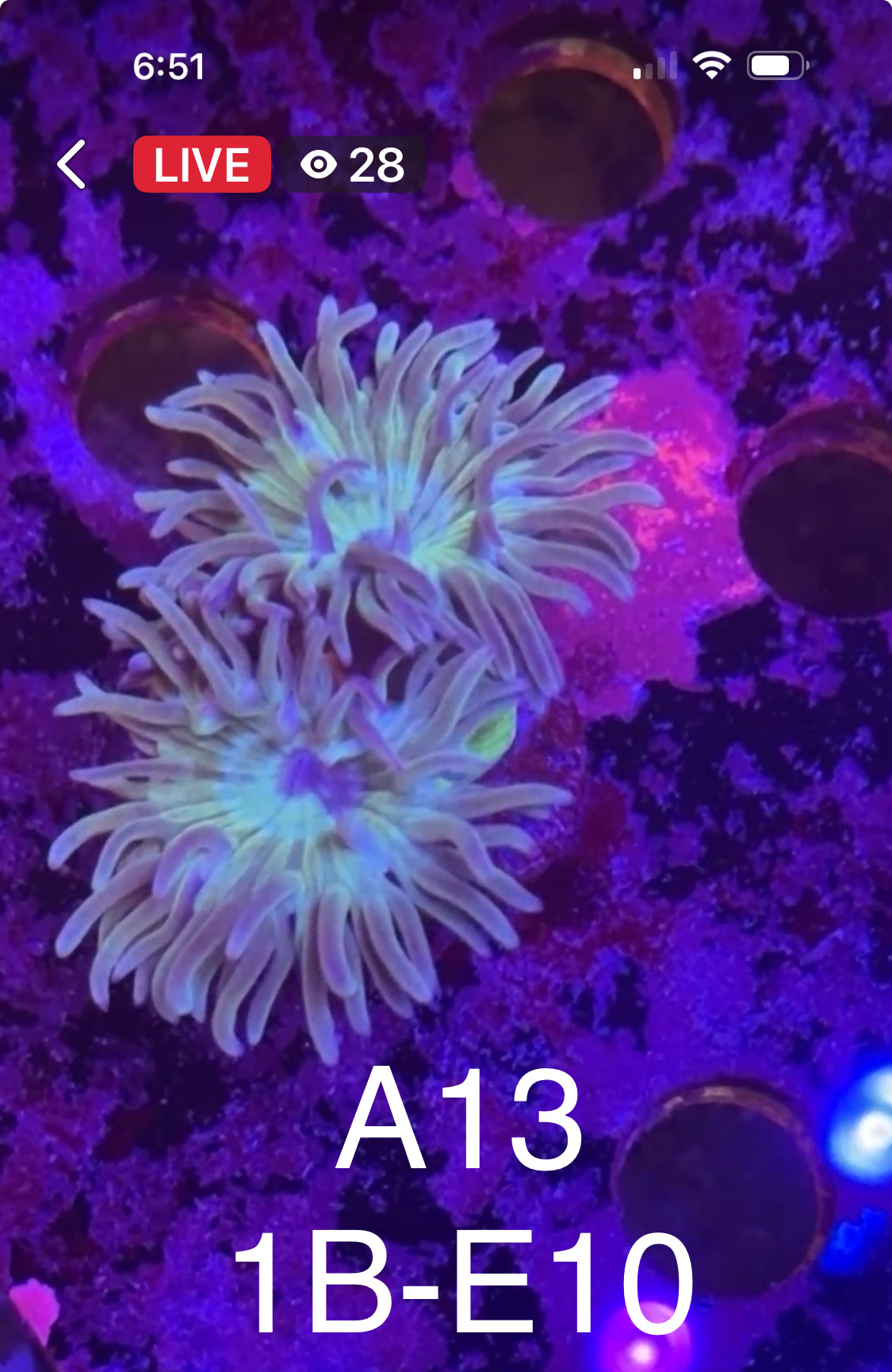 9/13 Facebook Live Auction