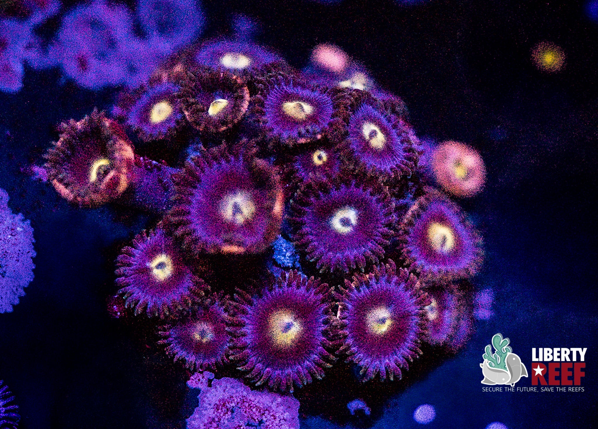 Cookie Monster Zoas