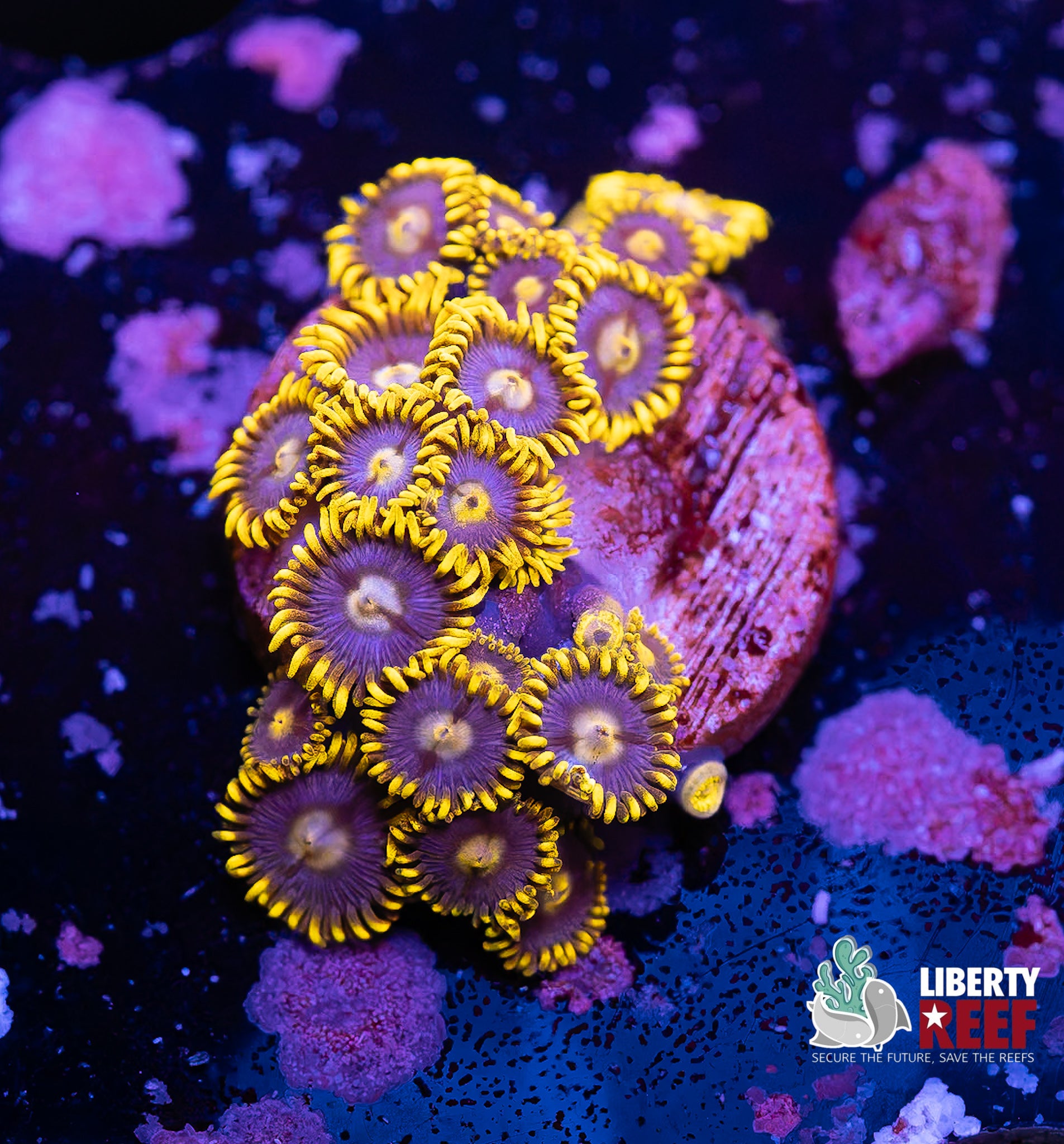 Blueberry Fields Zoa