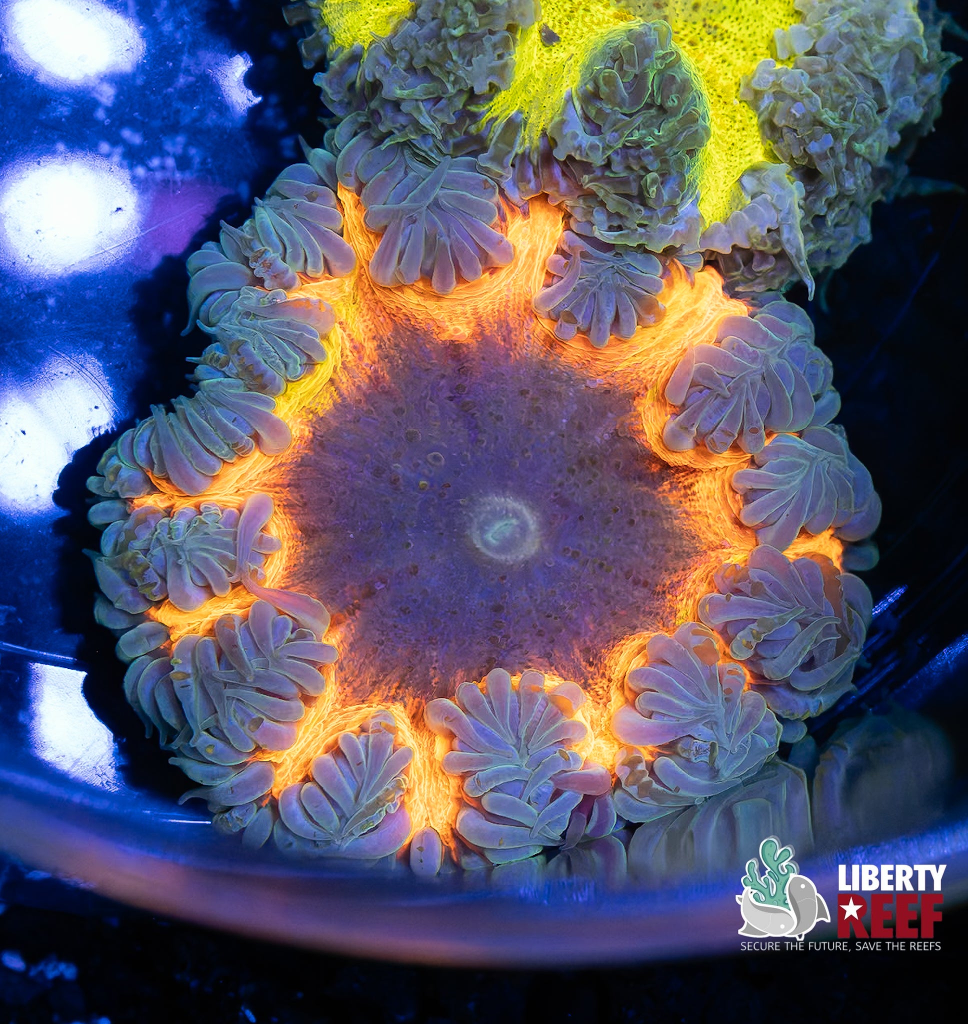 Hades Inferno Ultra Rock Flower Anemone