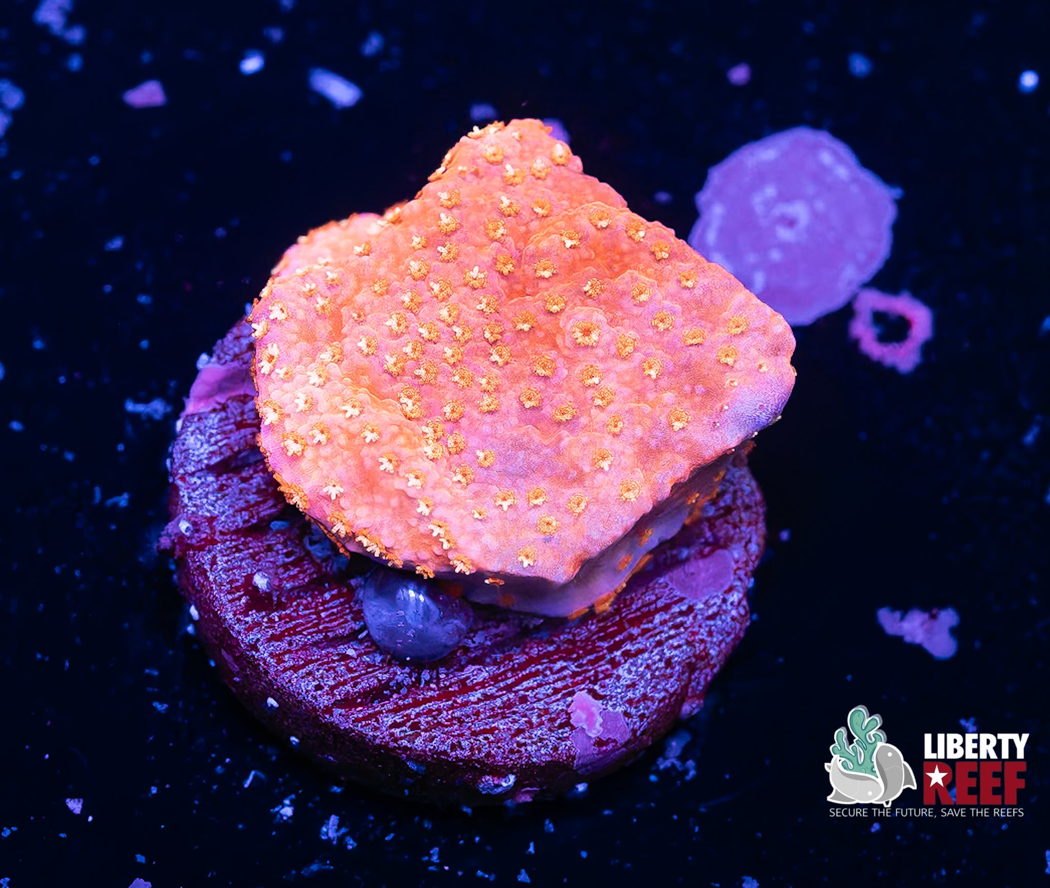 Pink Porites