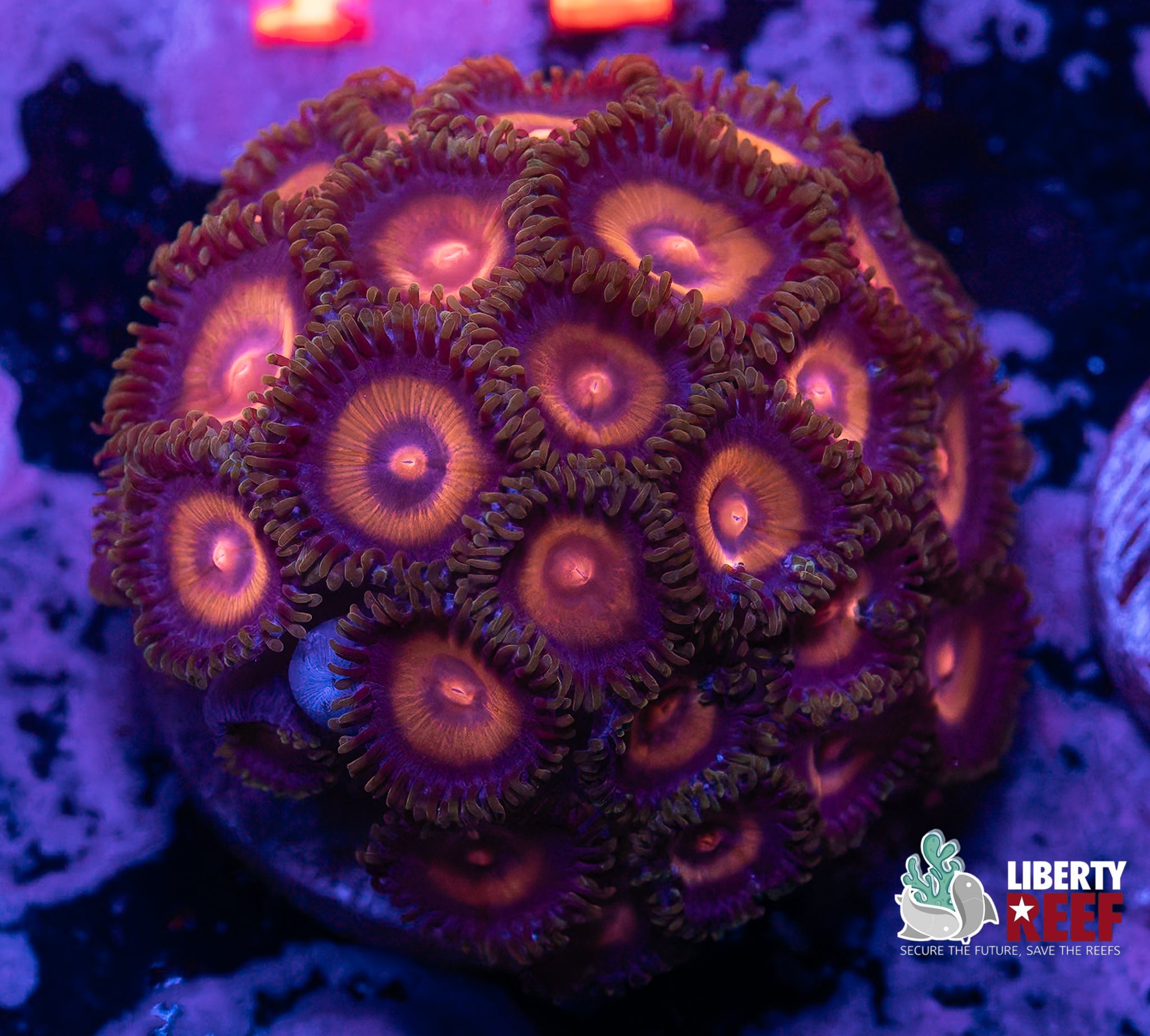 Supergirl Zoa Mini Colony