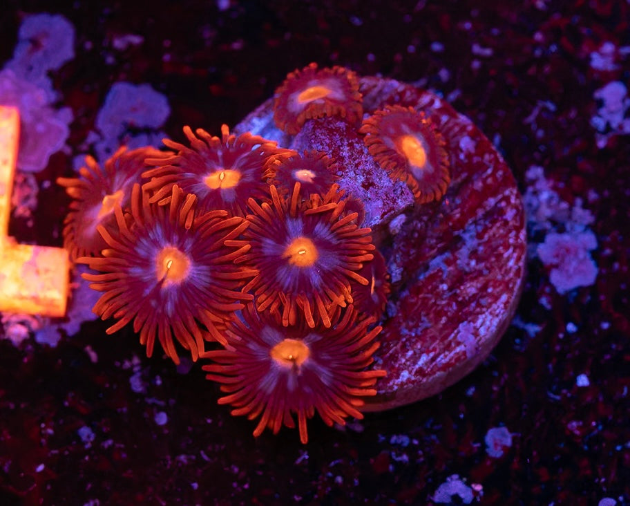 Fire & Ice Zoas