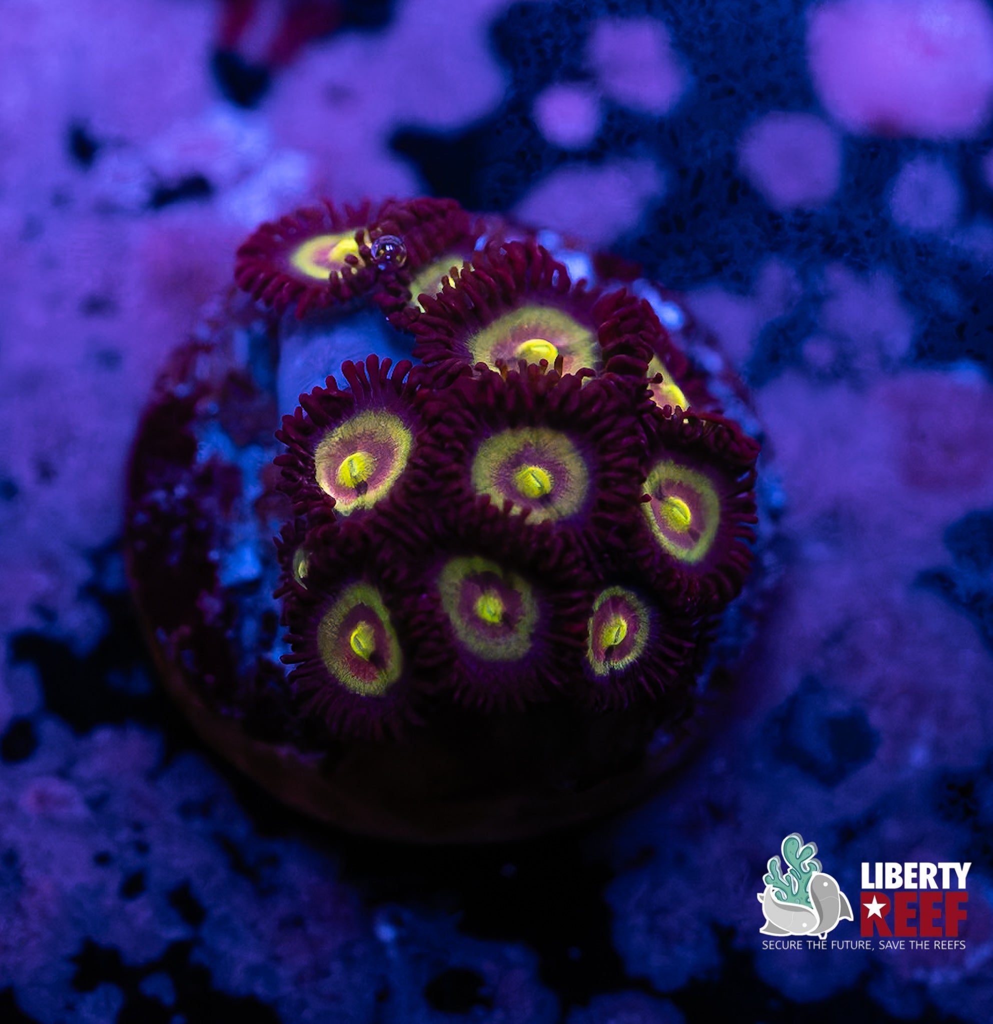 7/25