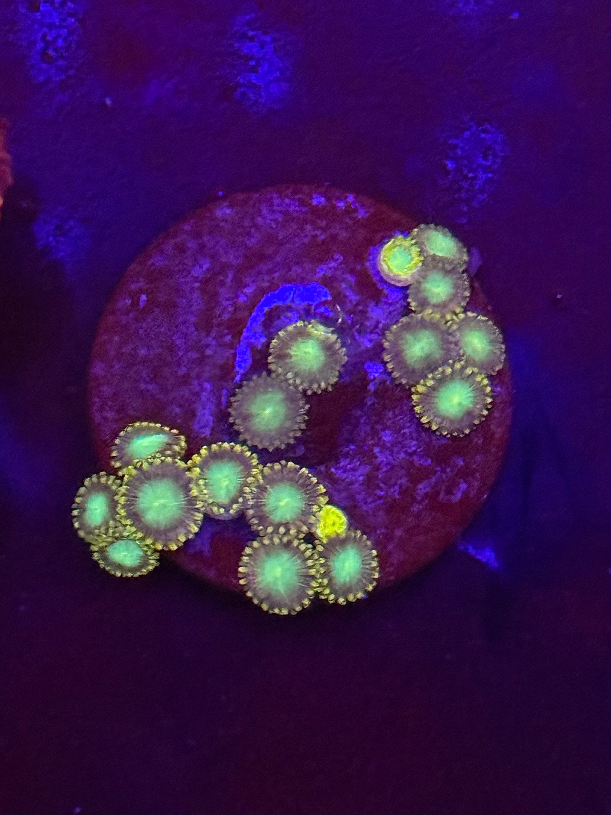 Radioactive Dragon Eye Zoas