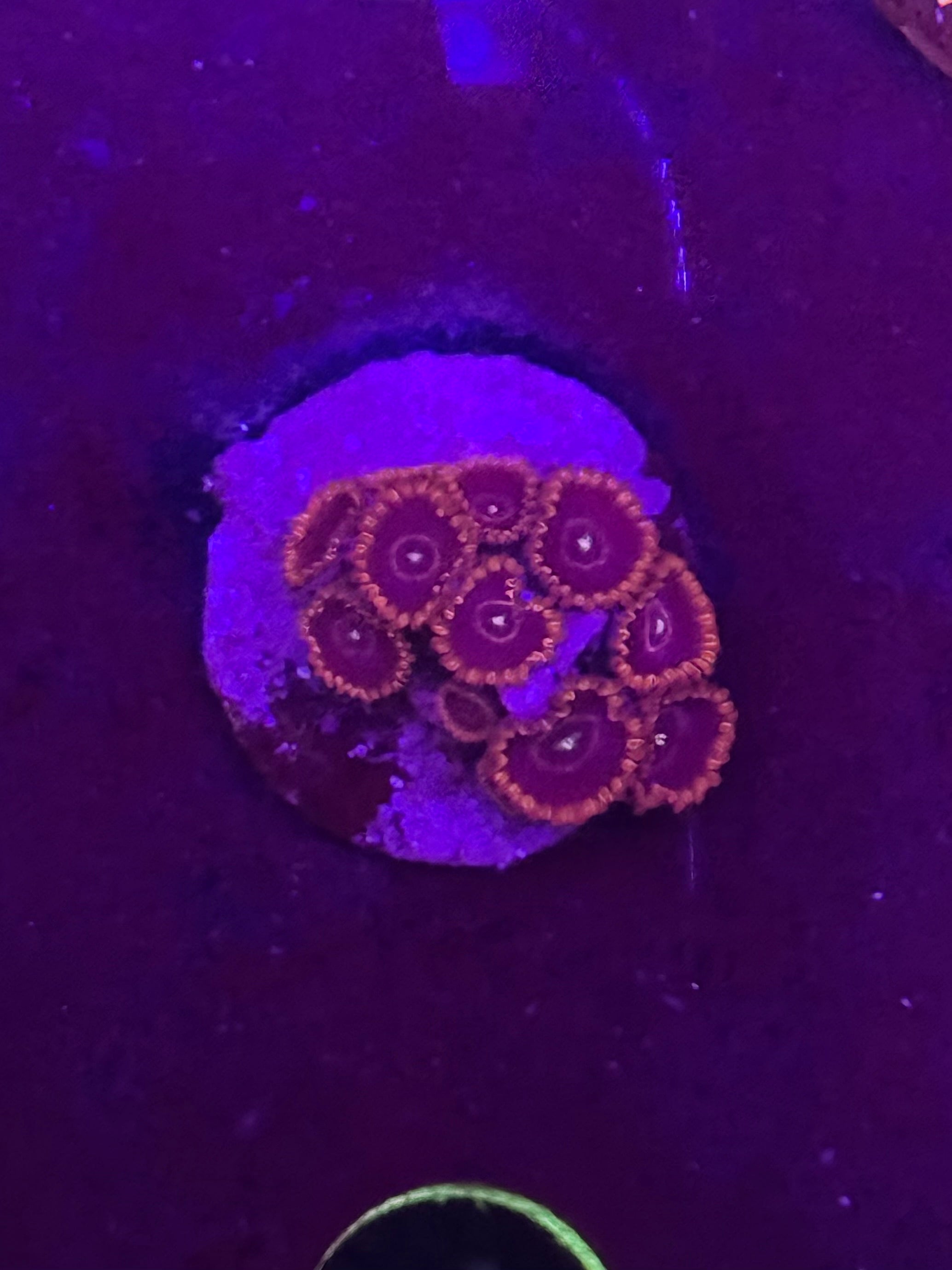 Red Hornet Zoas