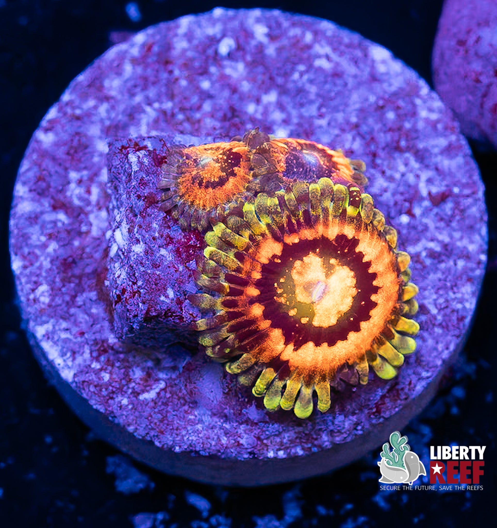 Rainbow Incinerator Zoas