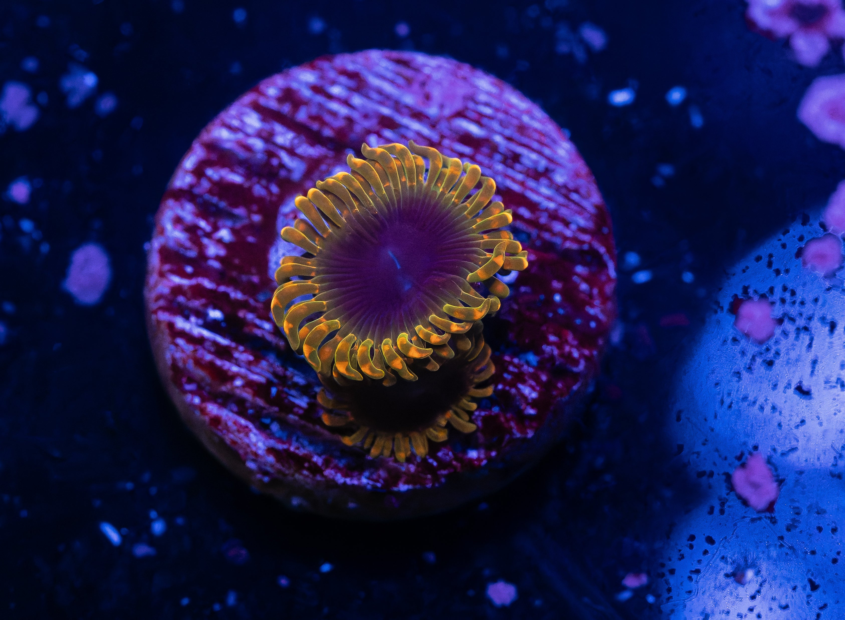 2P Thermosphere Zoa