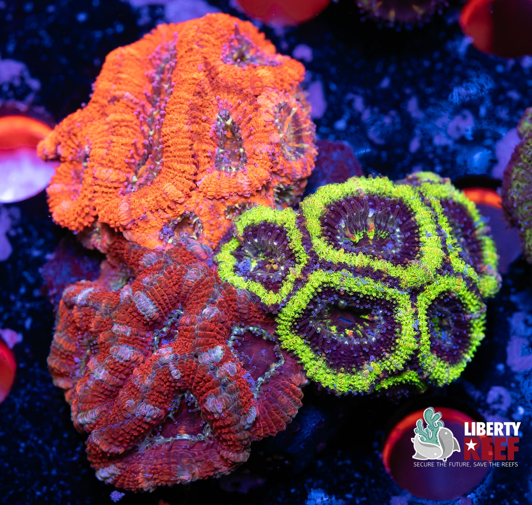 Ultra Acan Garden