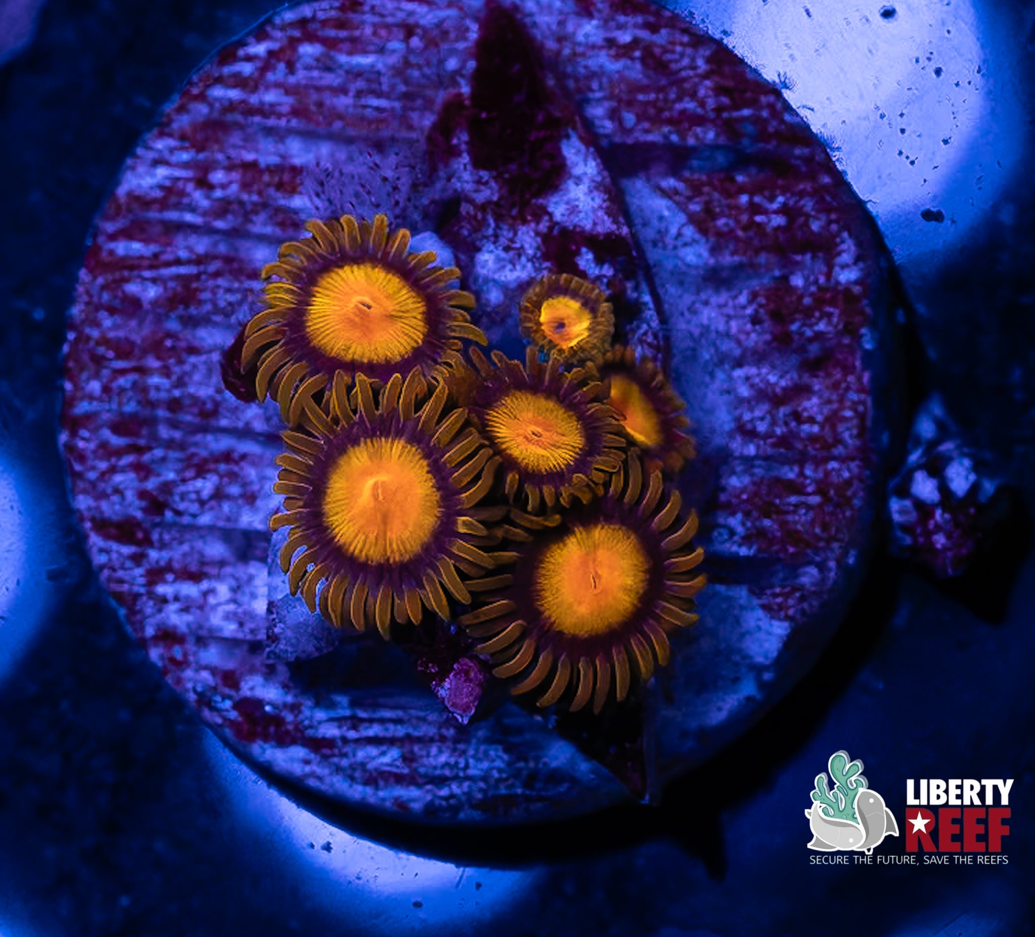 King Midas Zoas