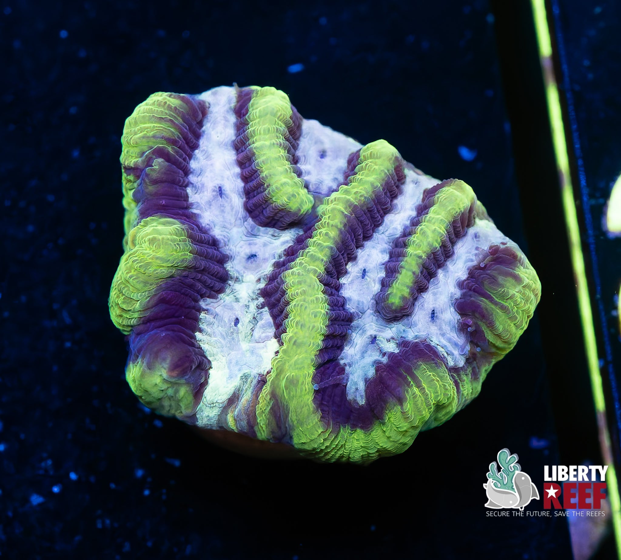 Platinum Green Maze Coral