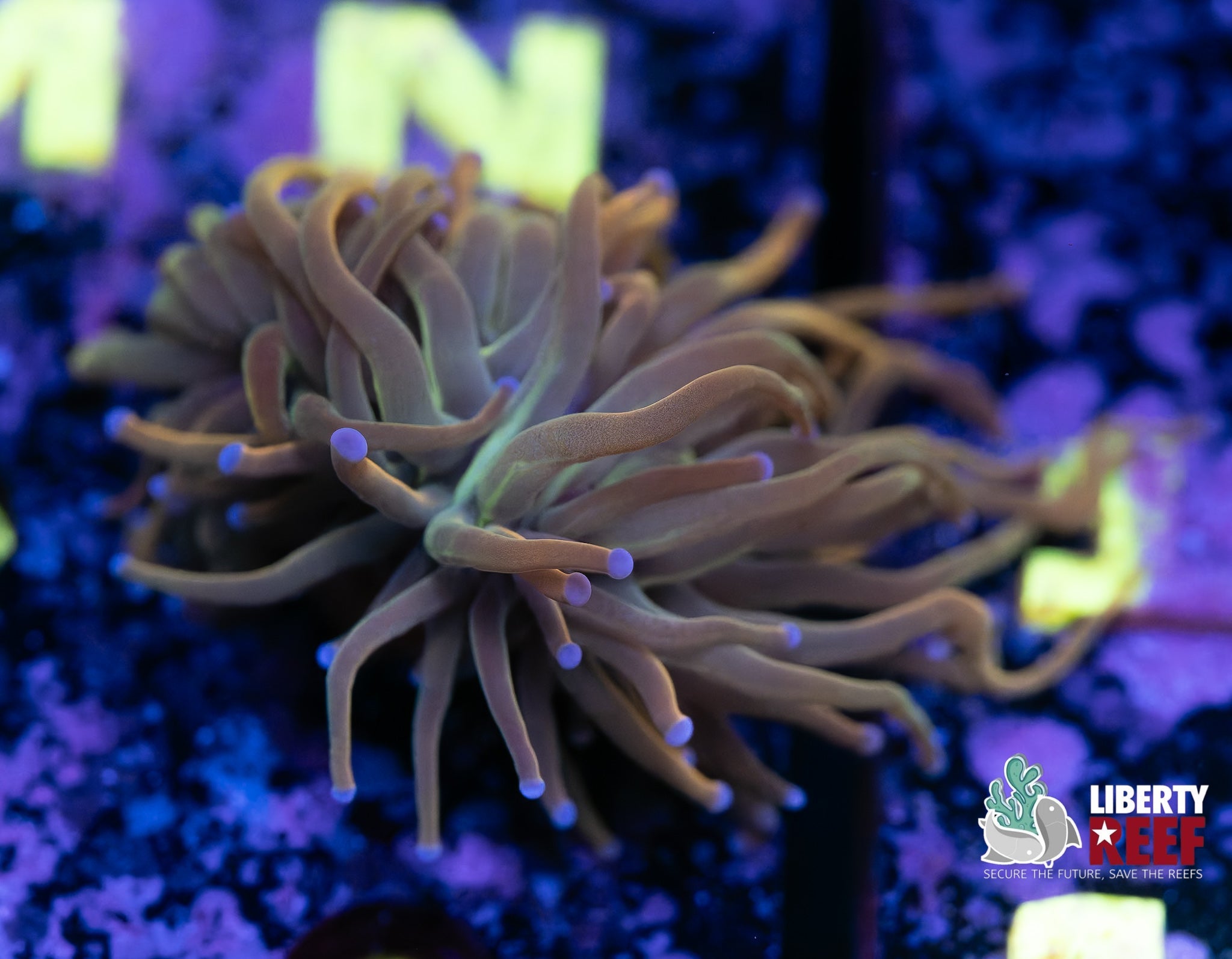 Liberty Reef Auction