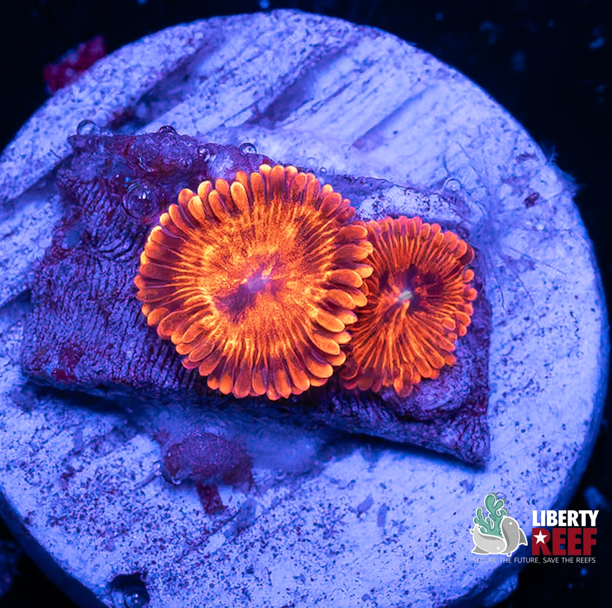 El Corazon Zoas