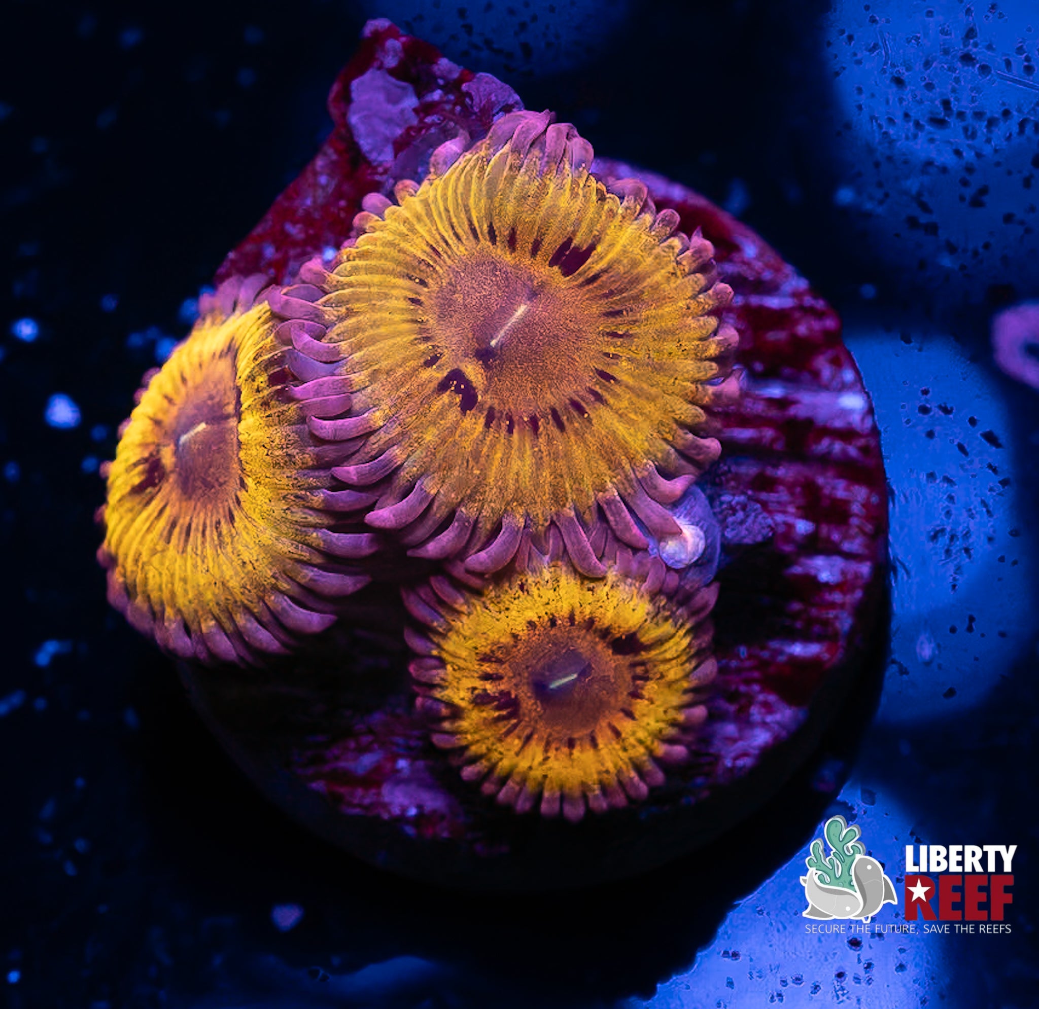 Stratocaster Zoas