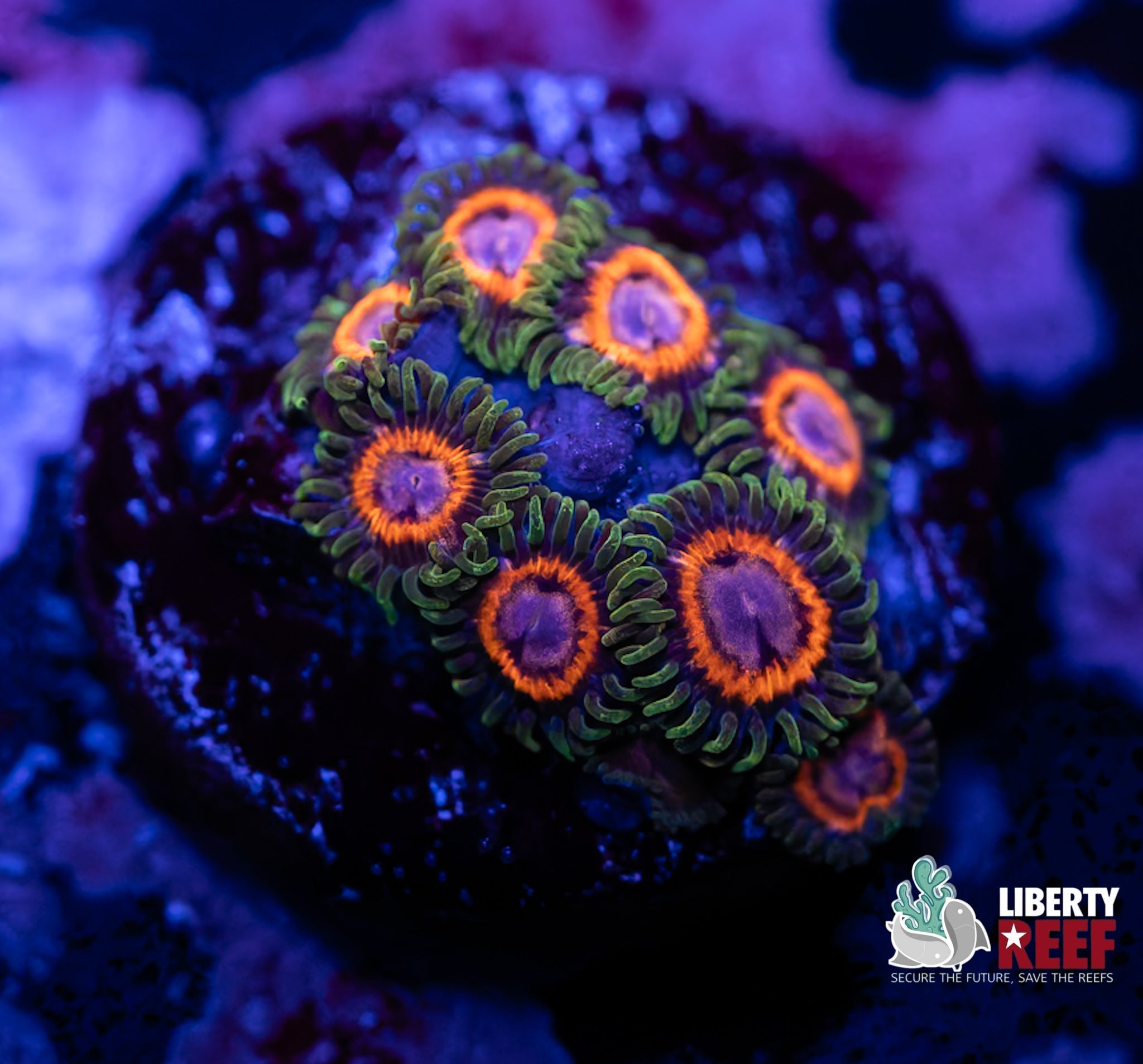 Liberty Reef Auction