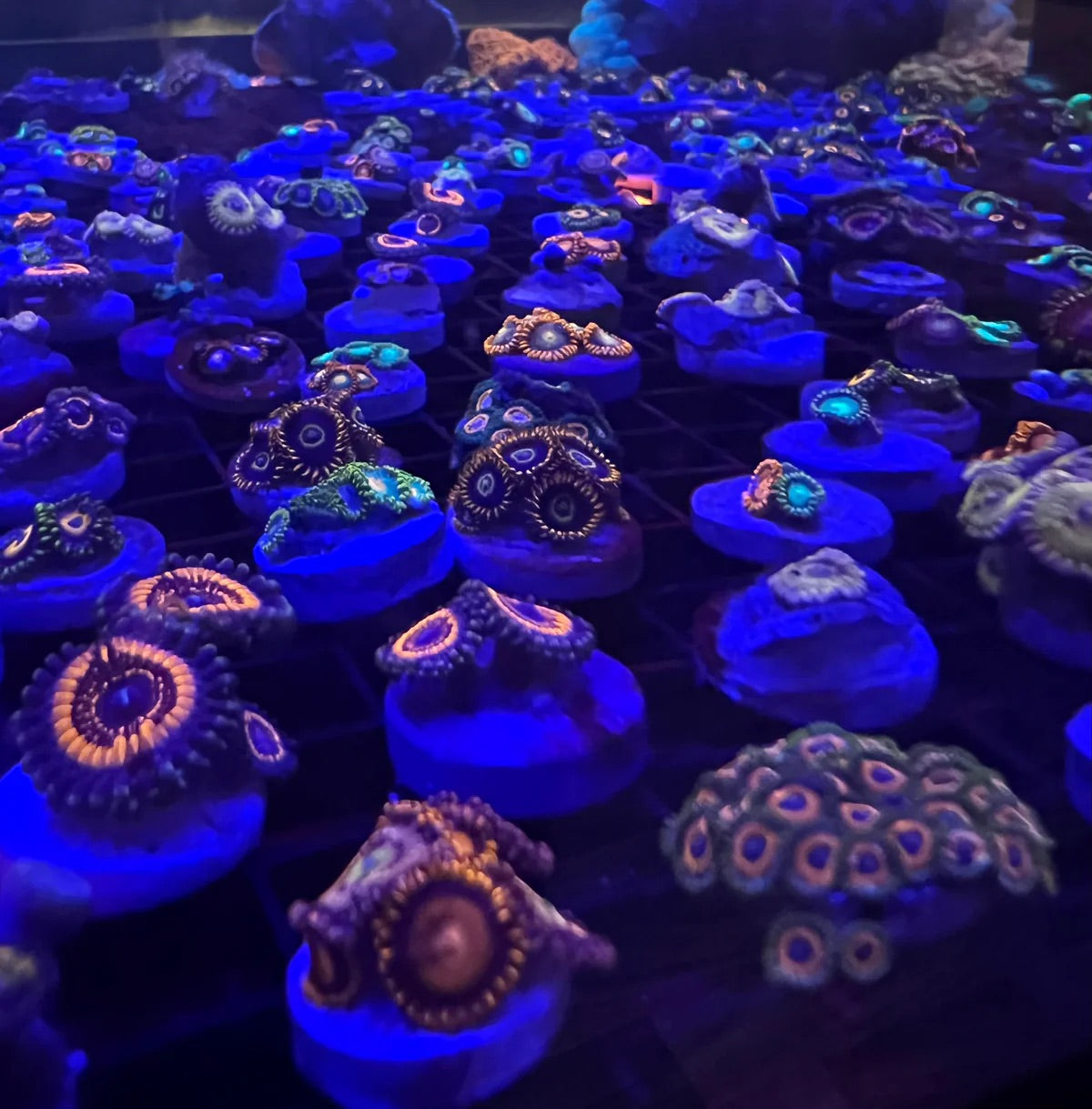 Soft Coral