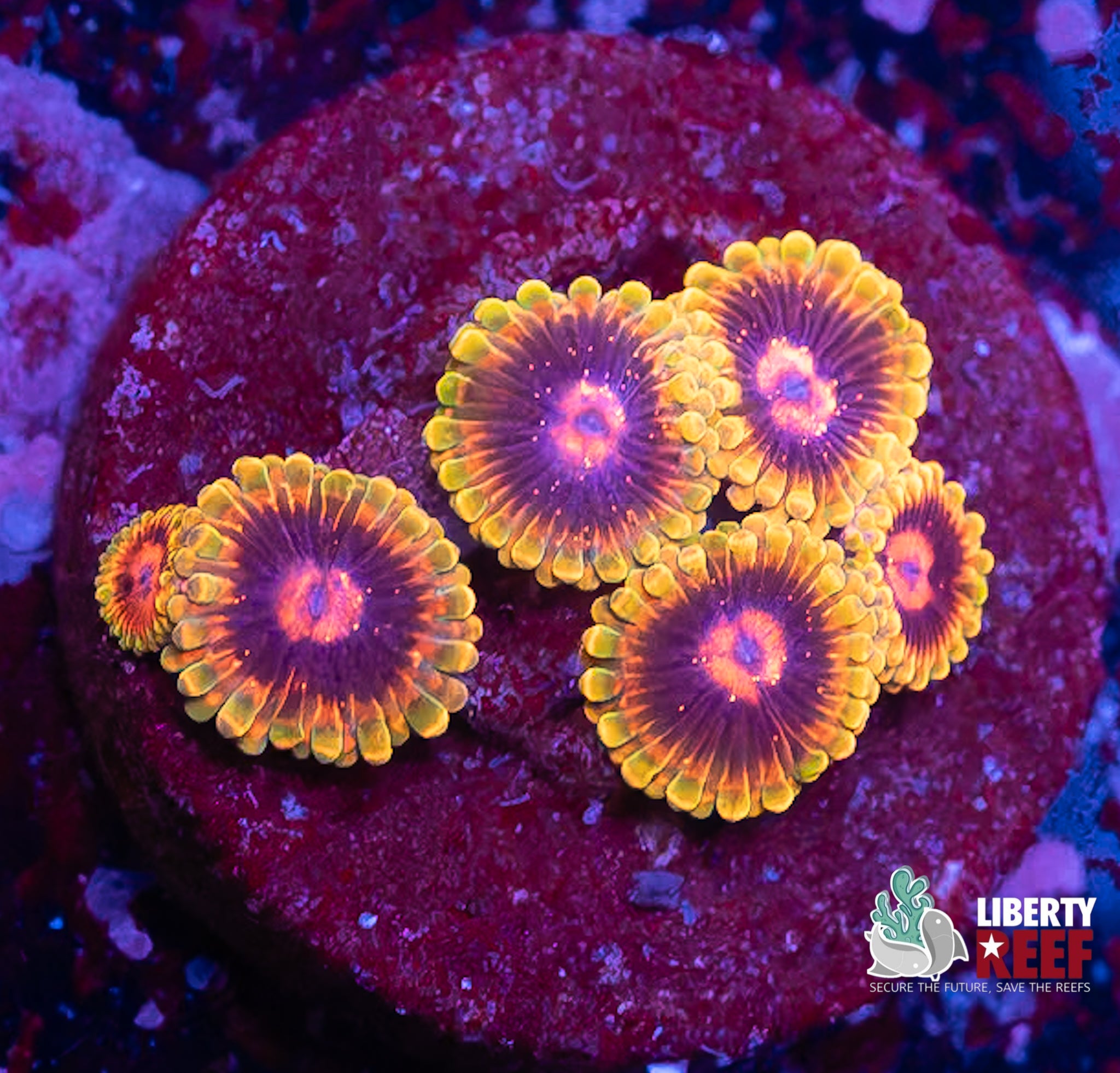 Jedi Mind Trick Zoas