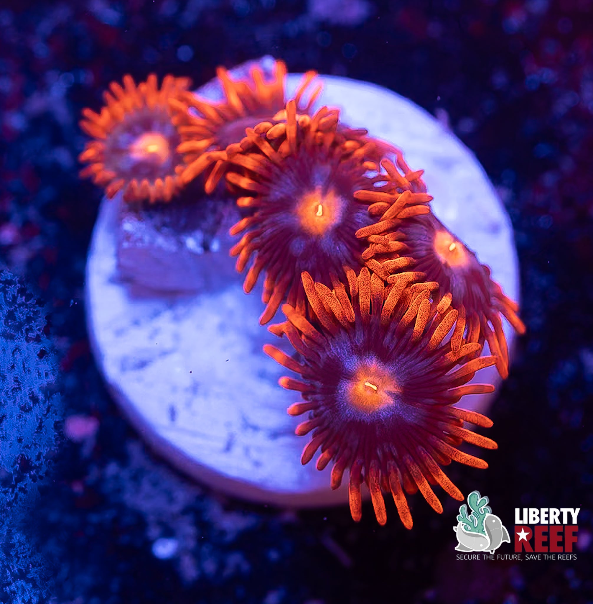 Fire & Ice Zoas