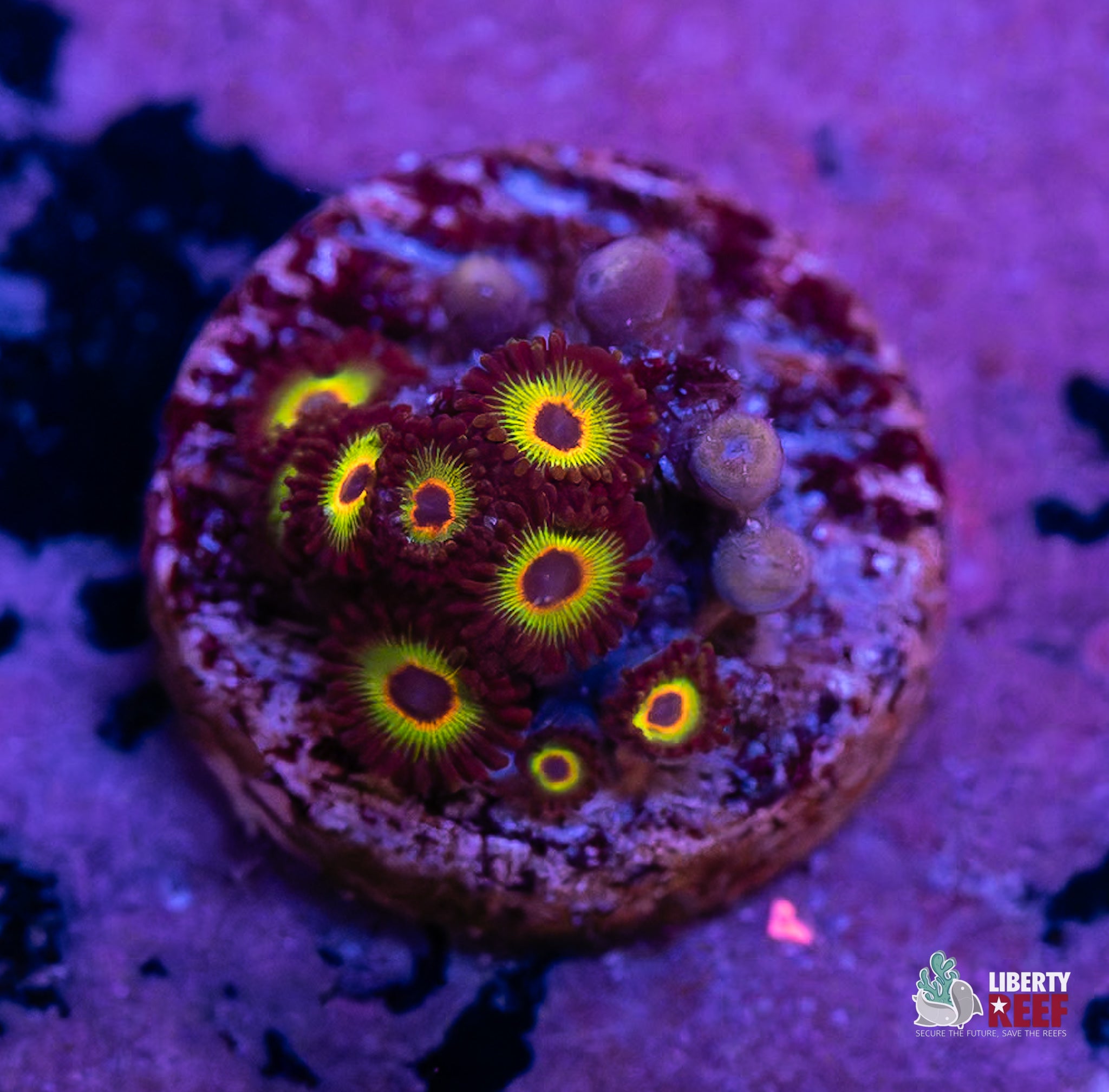 10/31 Online Auction