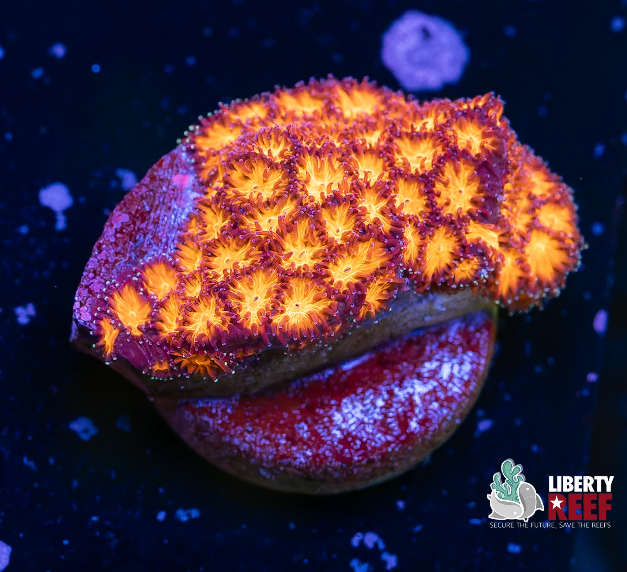 Fireball Leptastrea