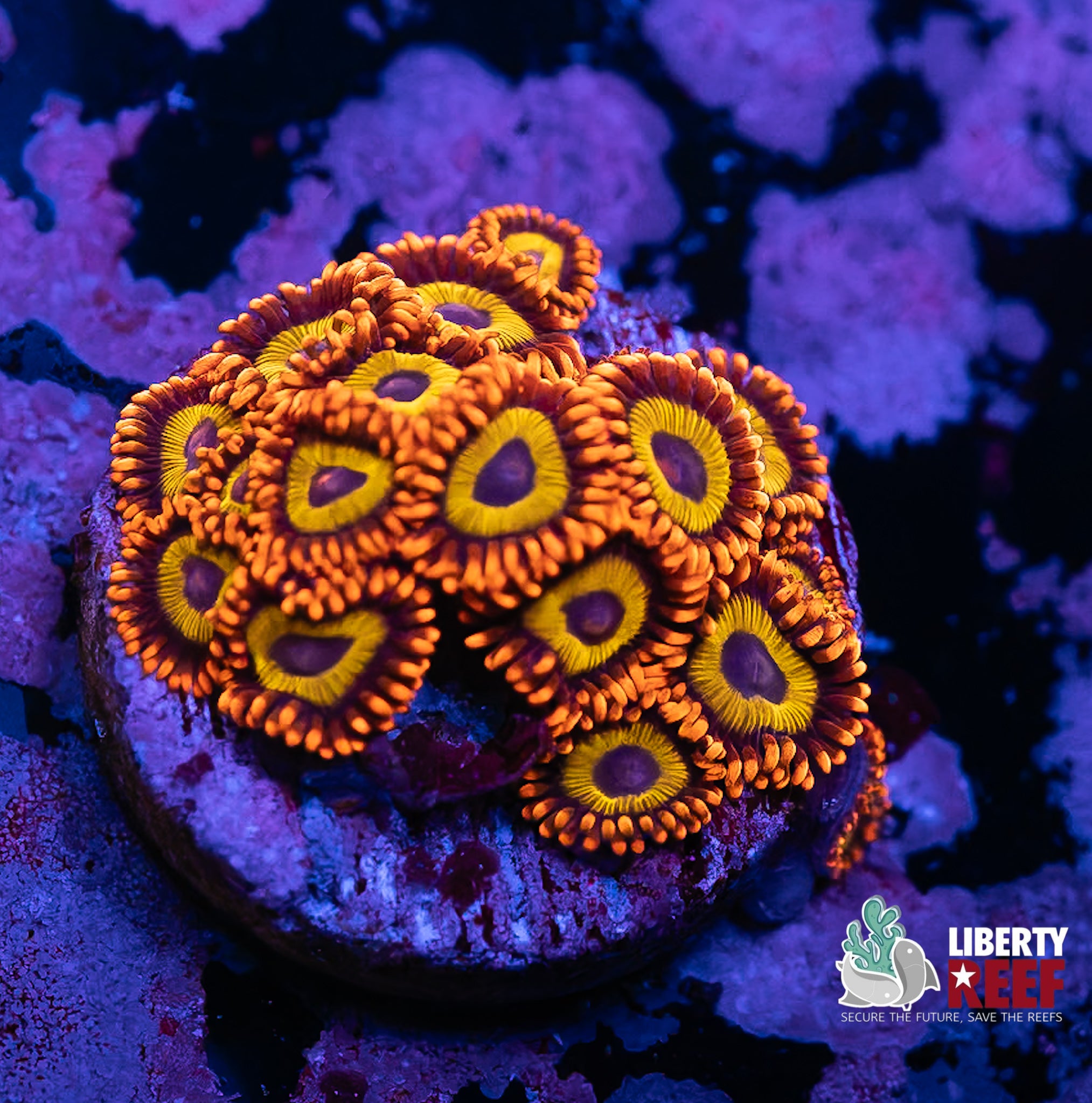 Juicy Fruit Zoas