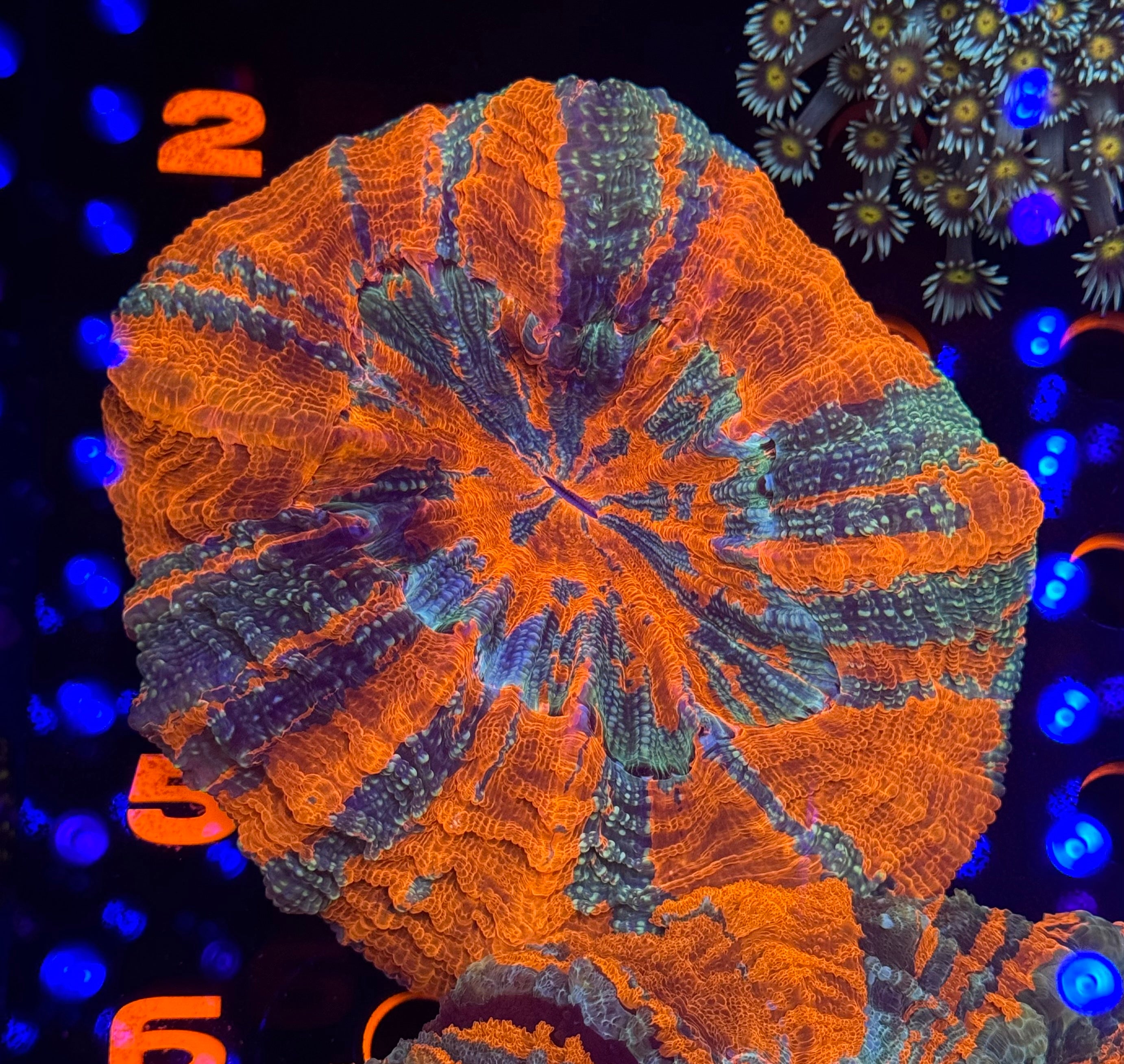 Ultra Tiger Stripe Acantho