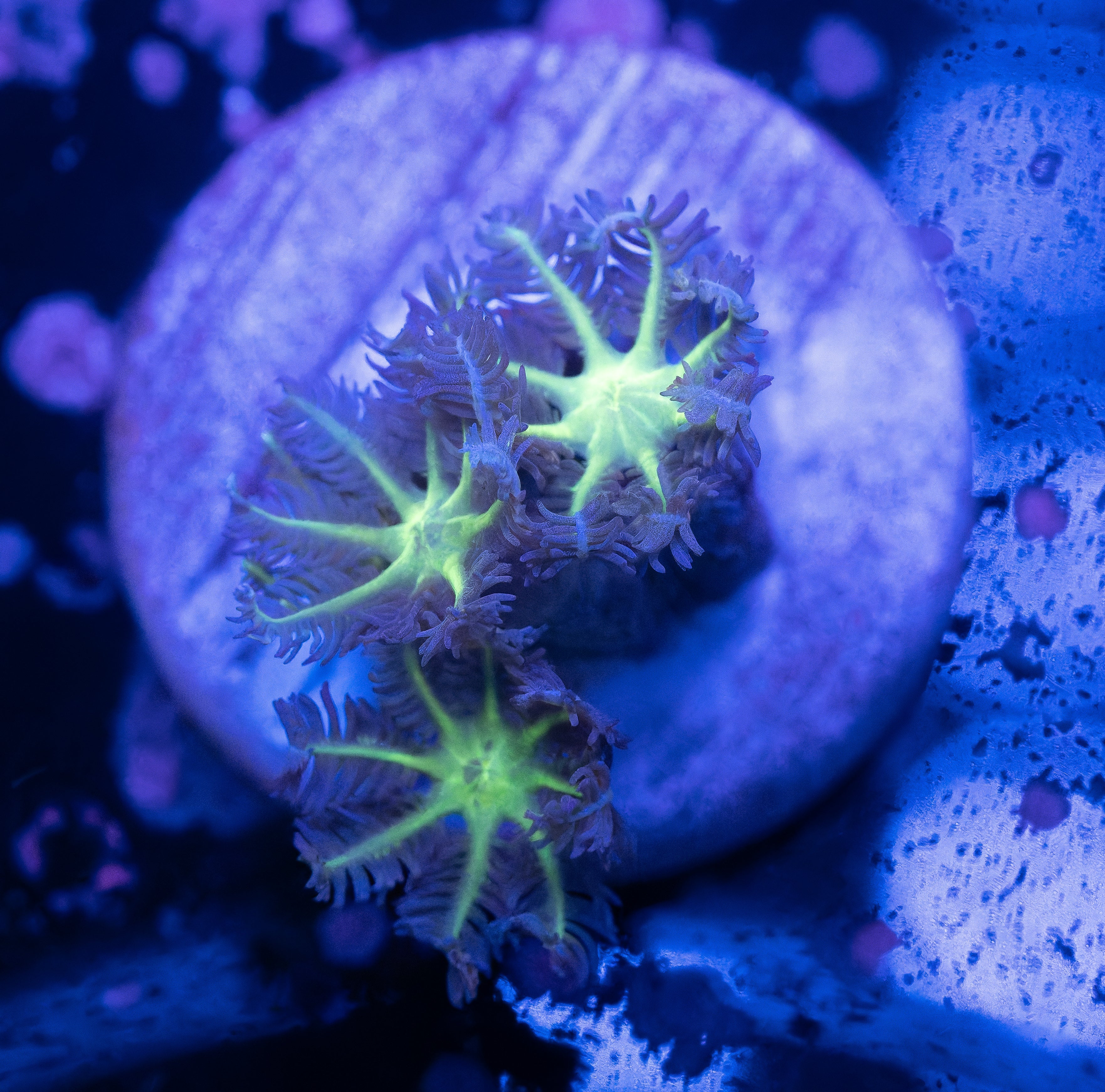 Neon Clove Polyps