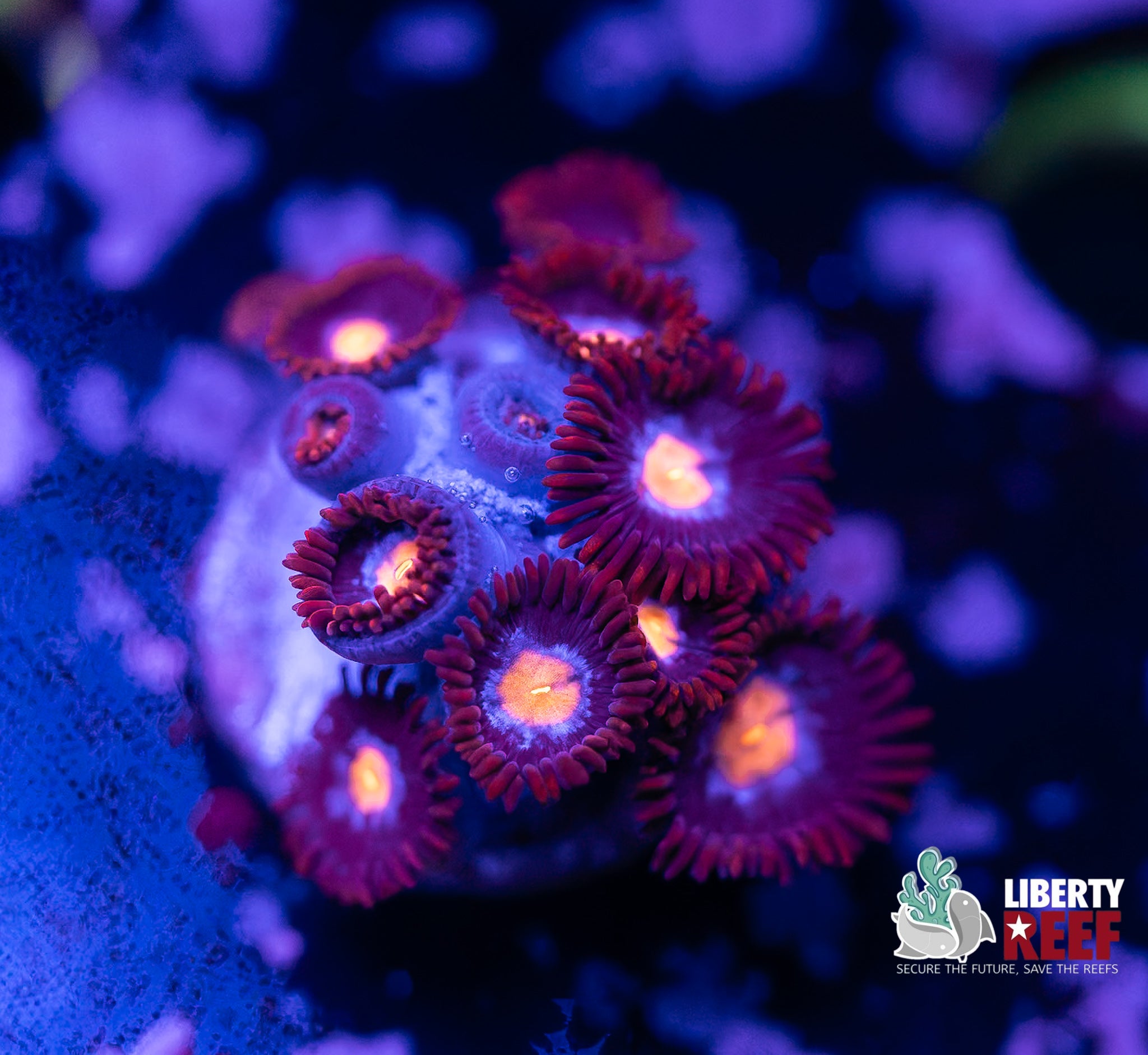 Ice Nebula Zoas