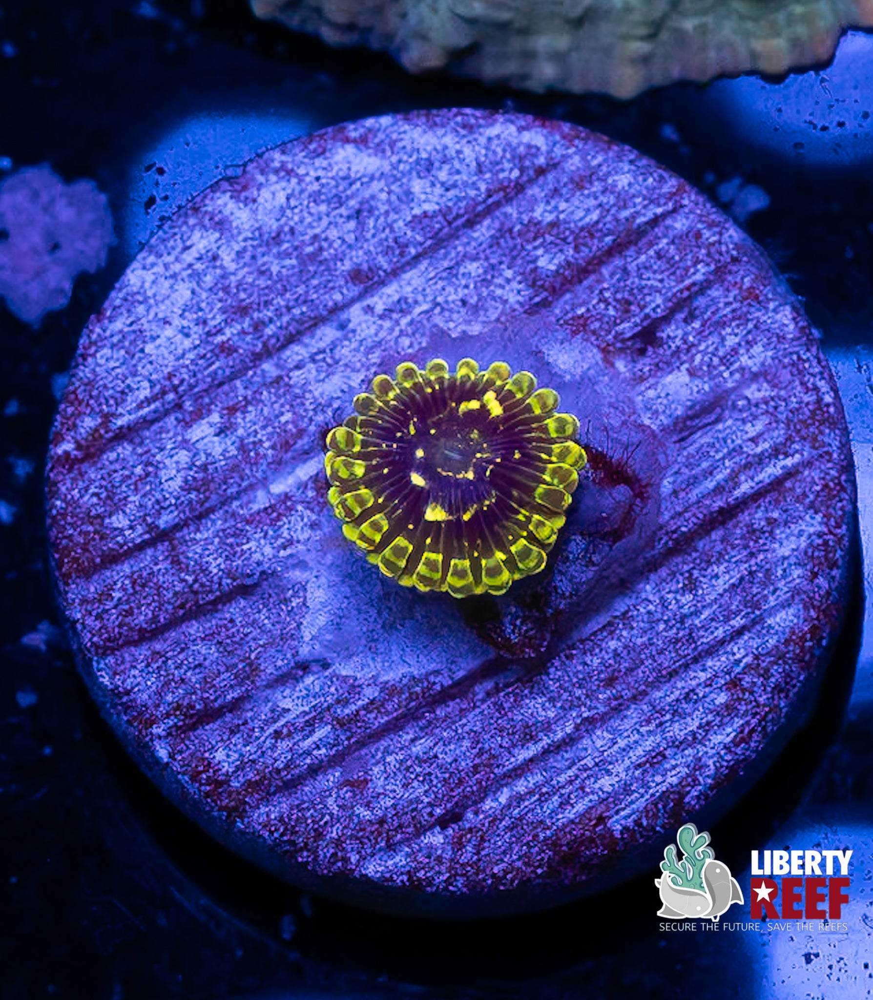 Exosphere Zoa