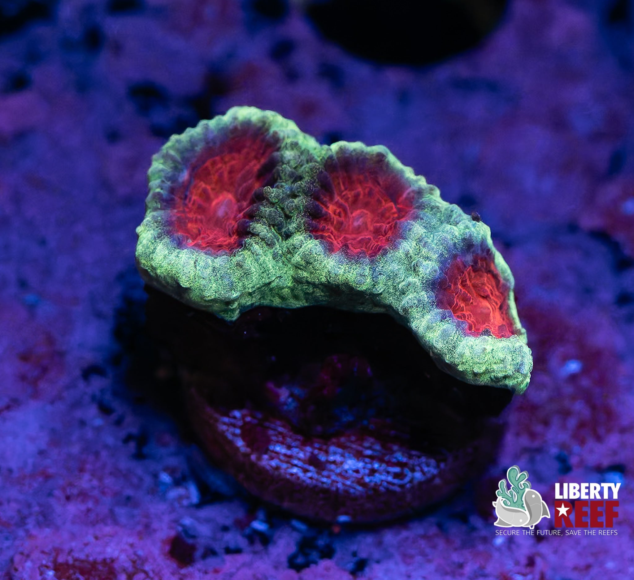 Watermelon Favia