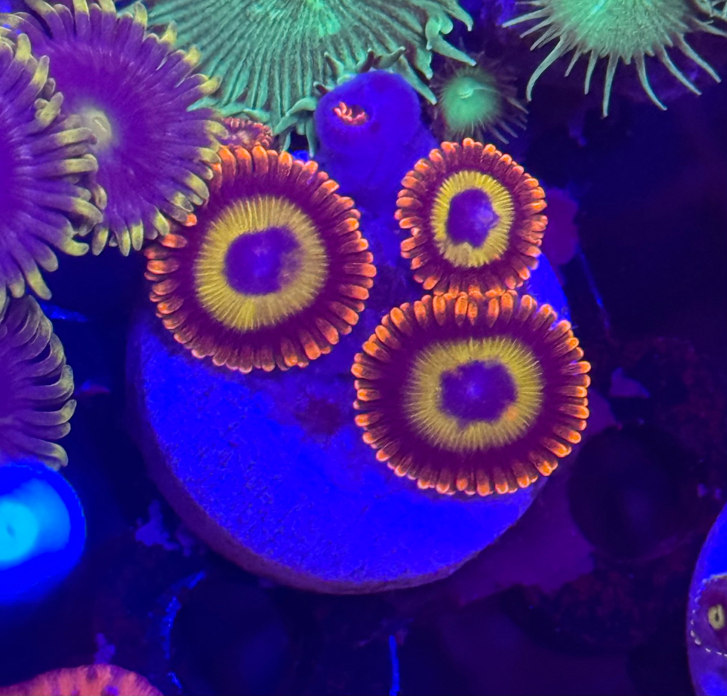 Fruit Loop Zoas